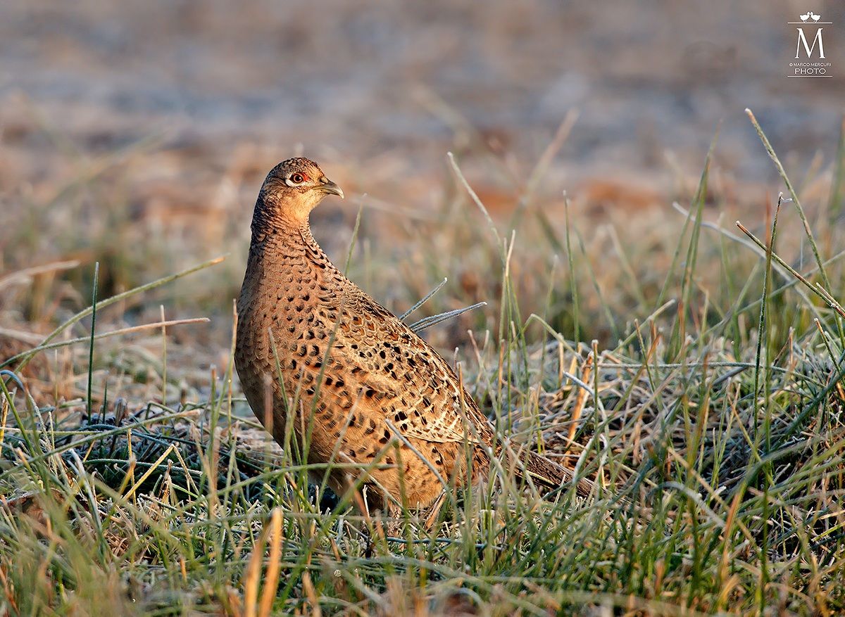 Female Pheasant