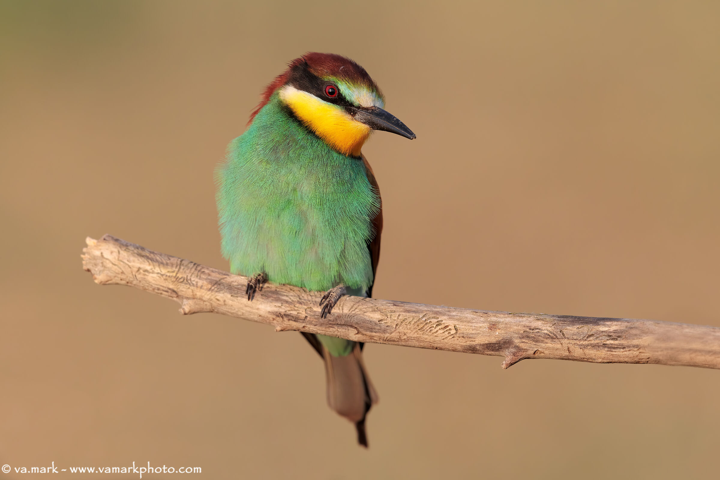 look in the room....