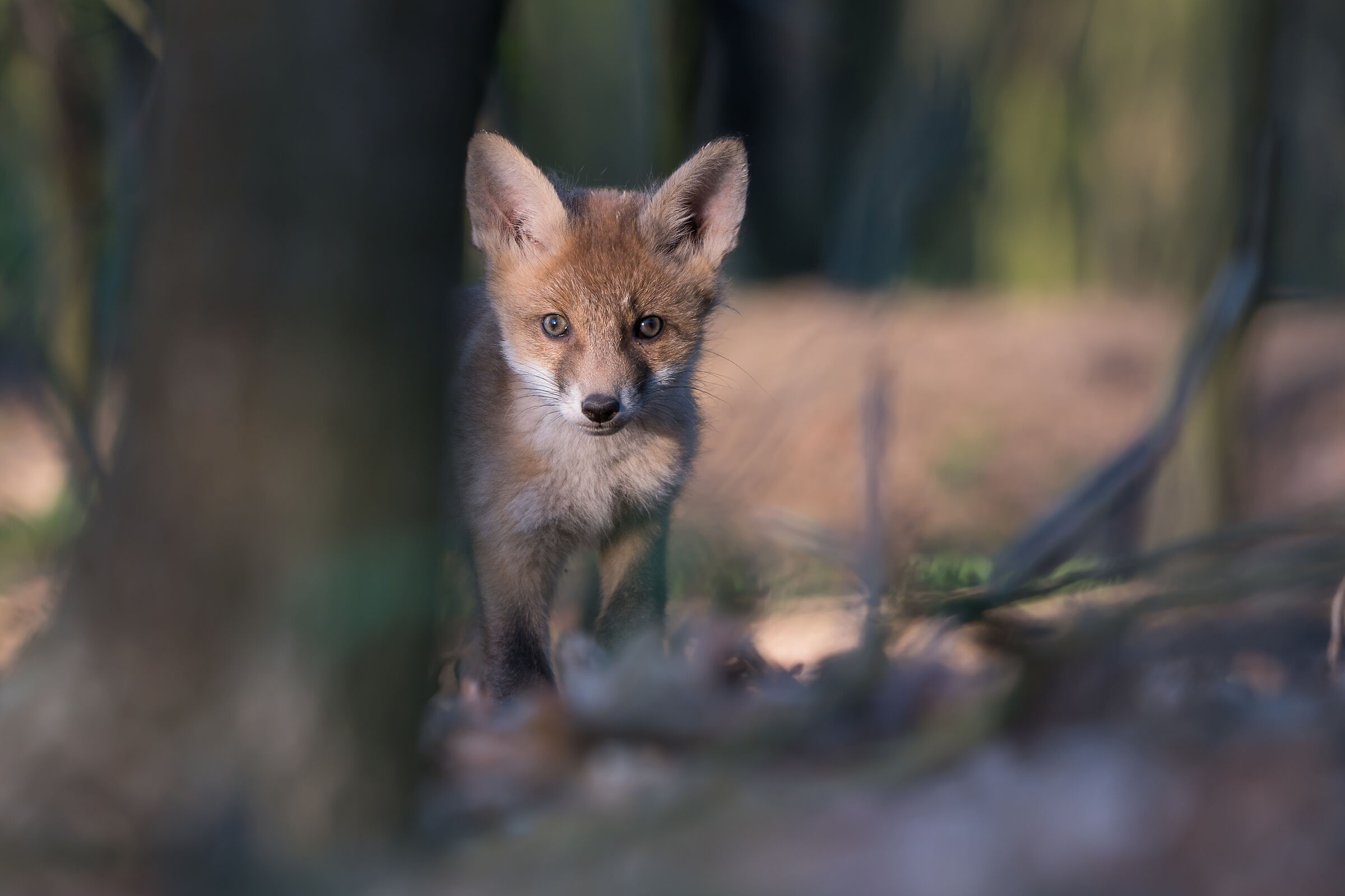 Volpe rossa (Vulpes vulpes)