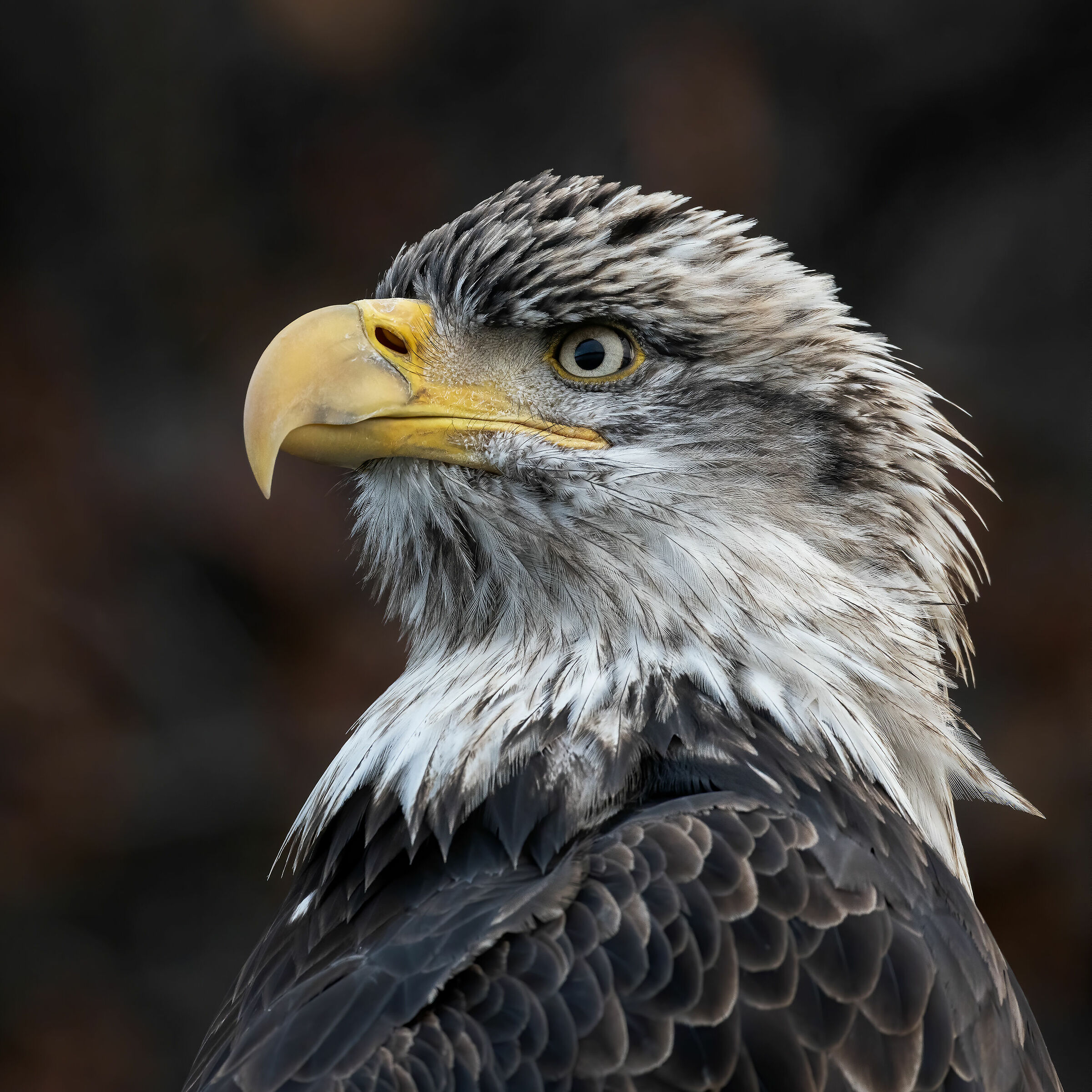 Bald eagle portrait