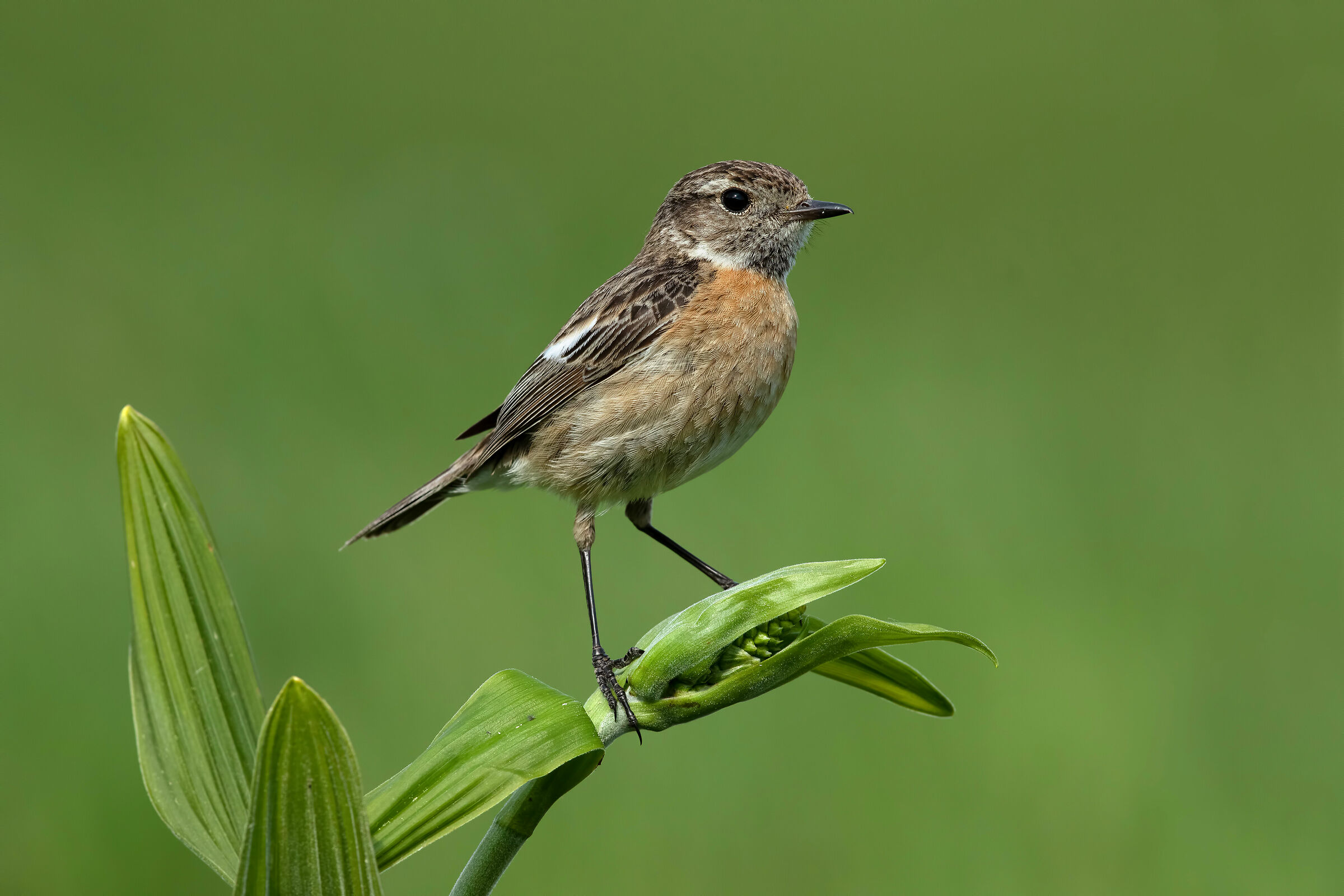 Saltimpalo - European Stonechat (f)