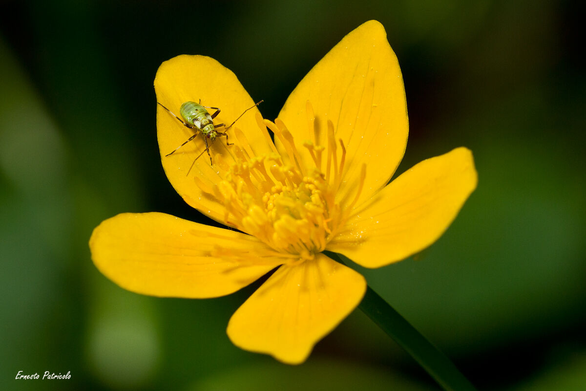 Caltha palustris with host hermit