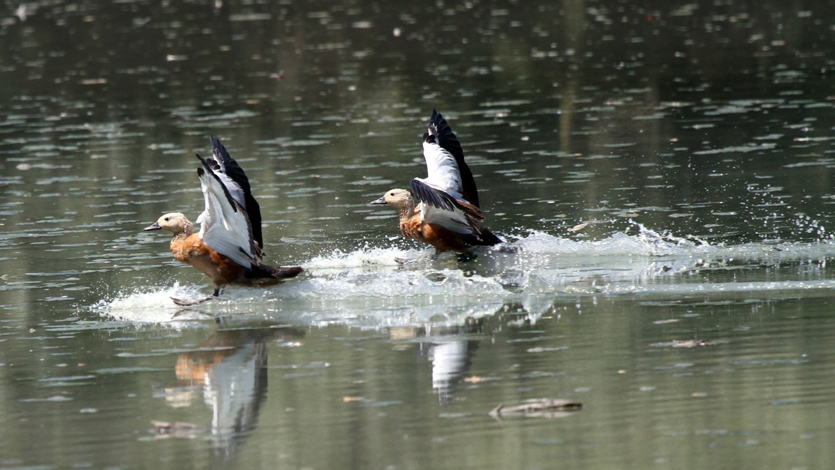 Ducks Common shelduck