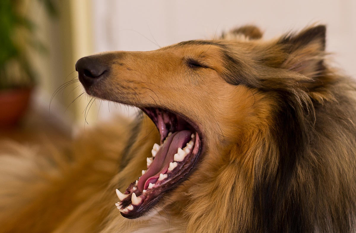 Yawn canine