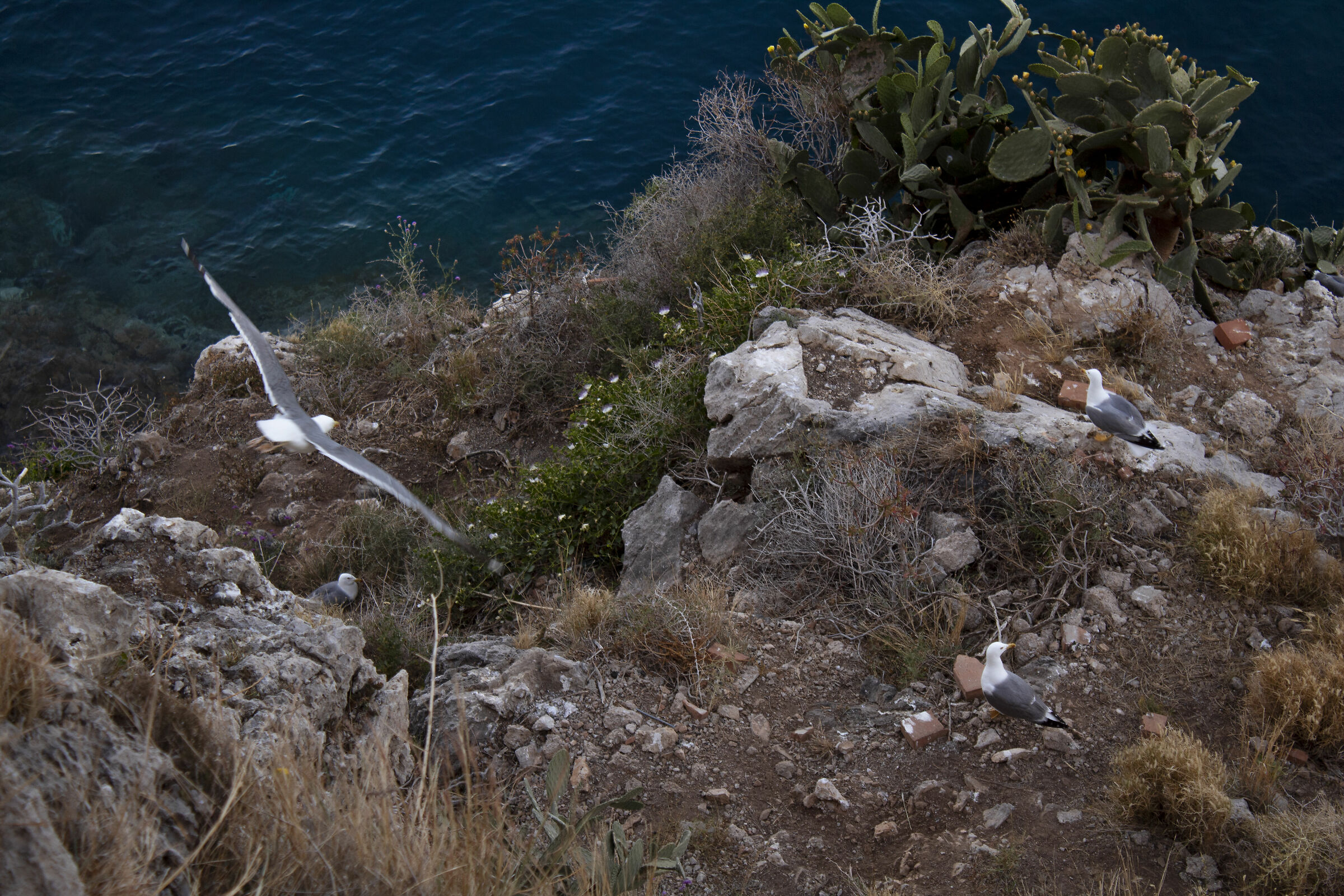 Above the seagulls