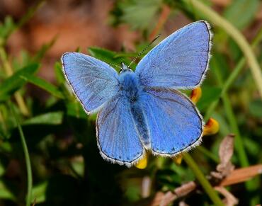 Polyommatus bellargus