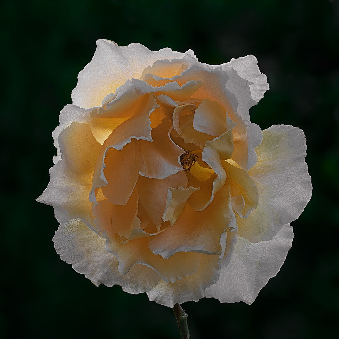 Kissed by the first ray of sunshine