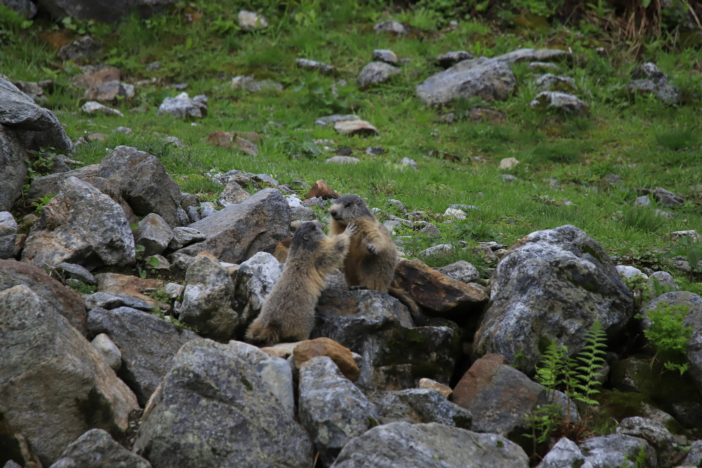 boxing among marmots