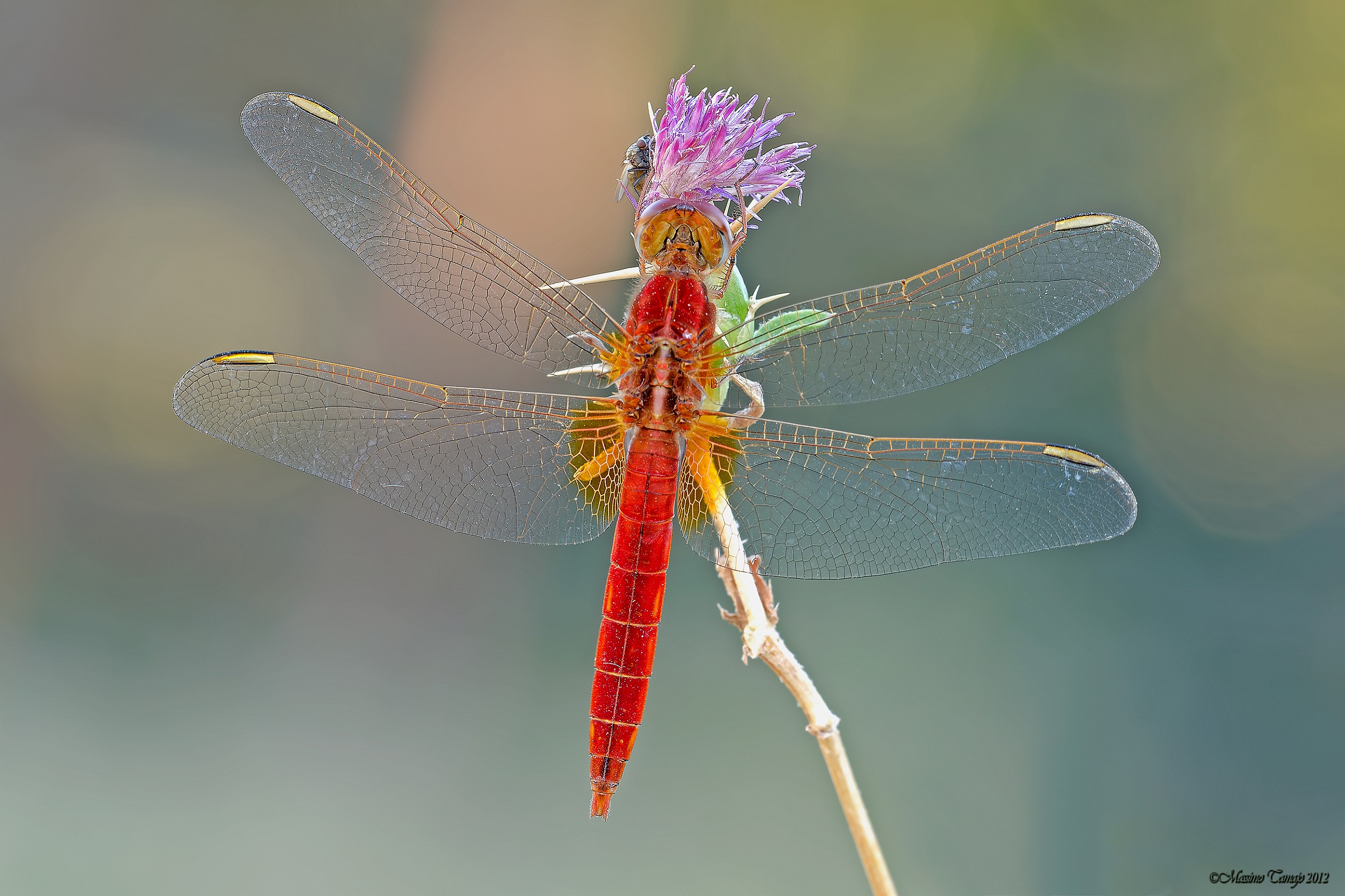 Dragonfly with guest ...