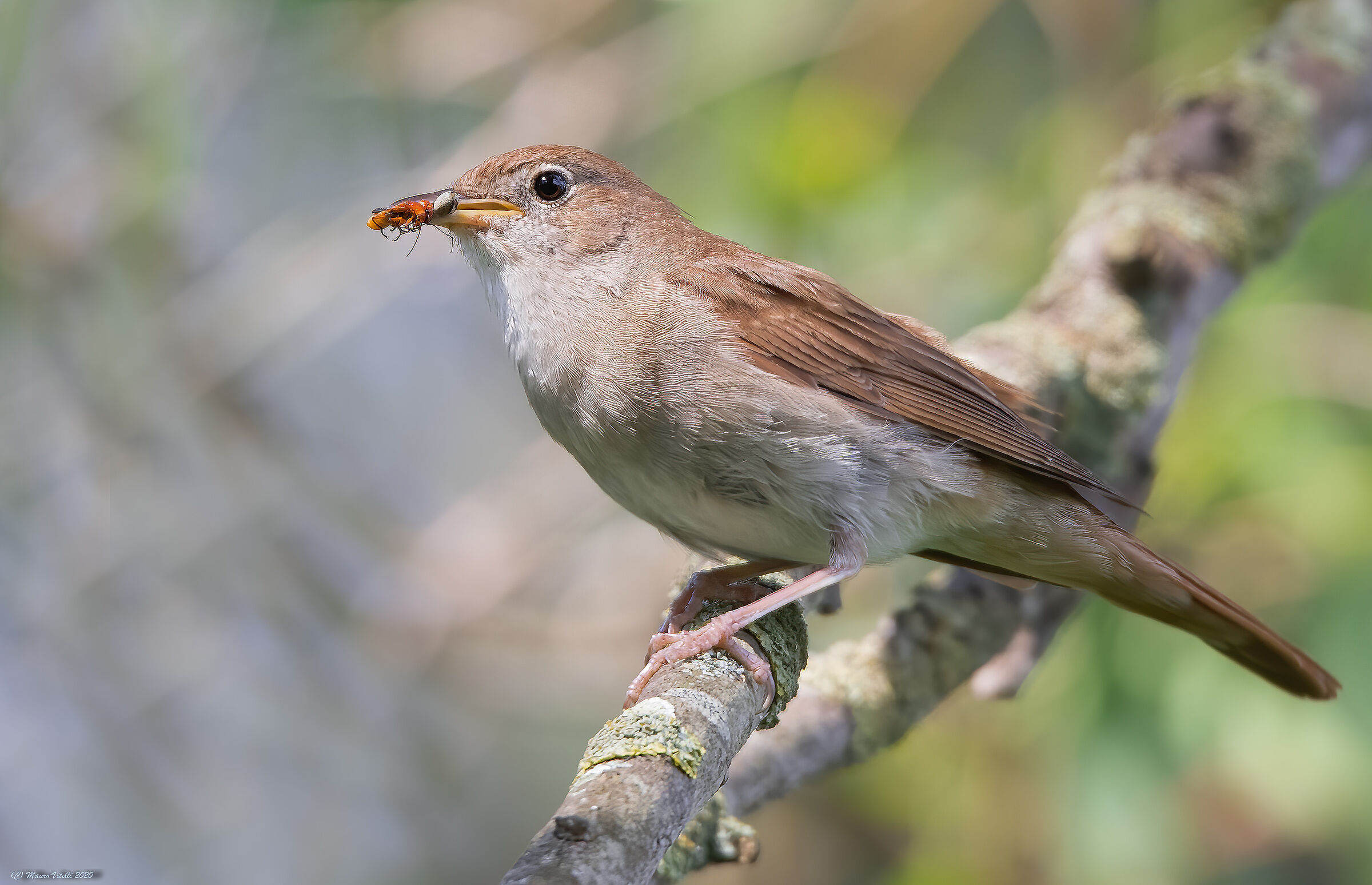 Common cannaiola (Acrocephalus scirpaceus)
