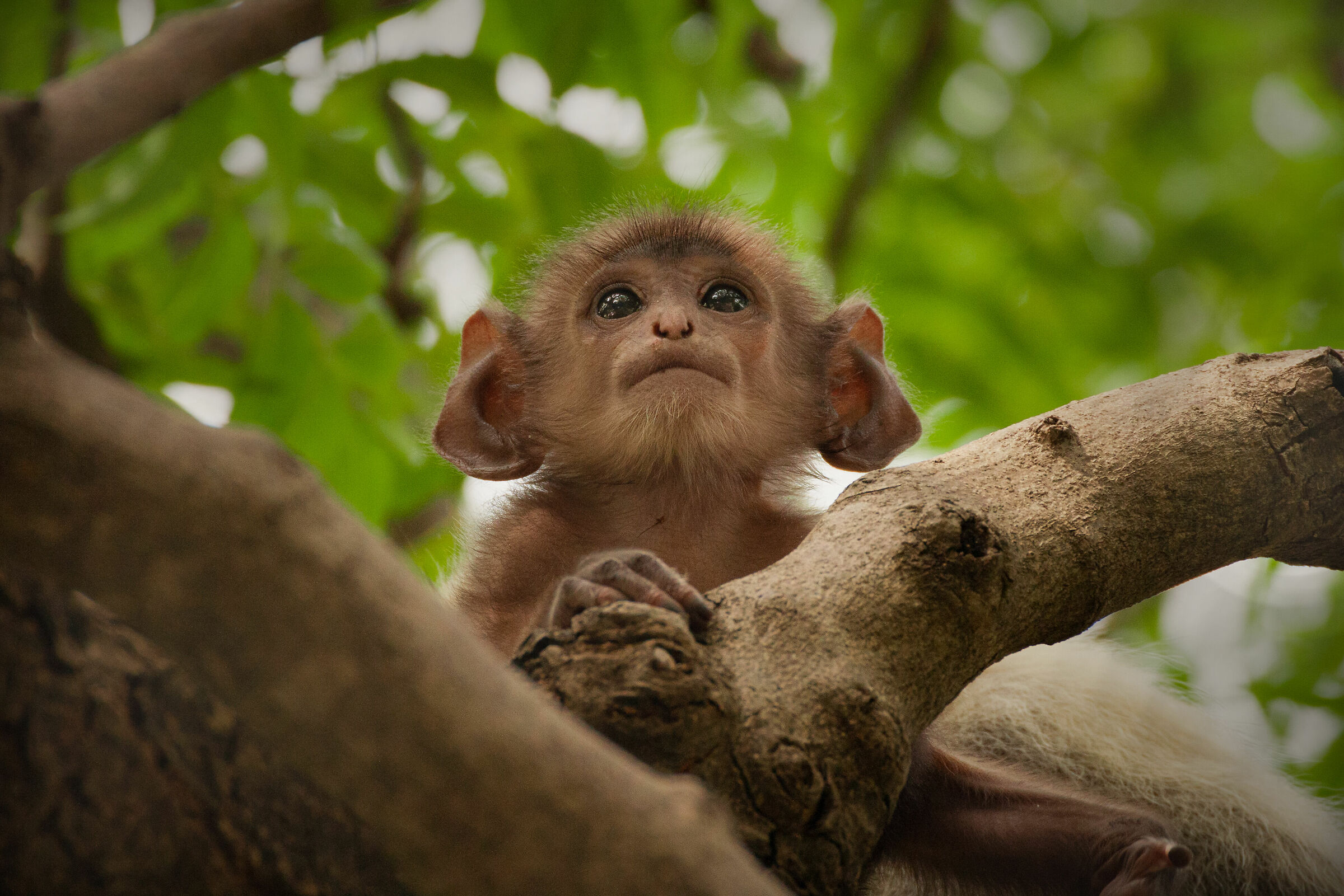 Little Monkey in Udaipur