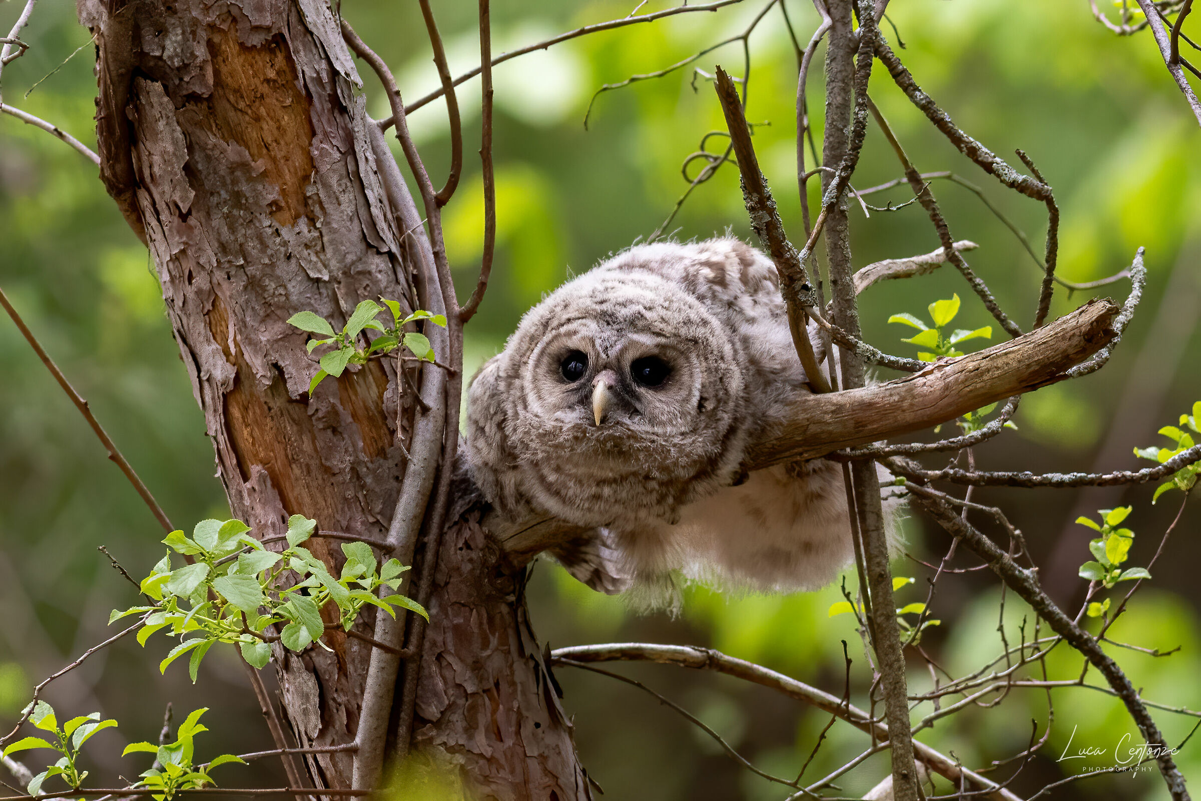 Finally out of the nest!