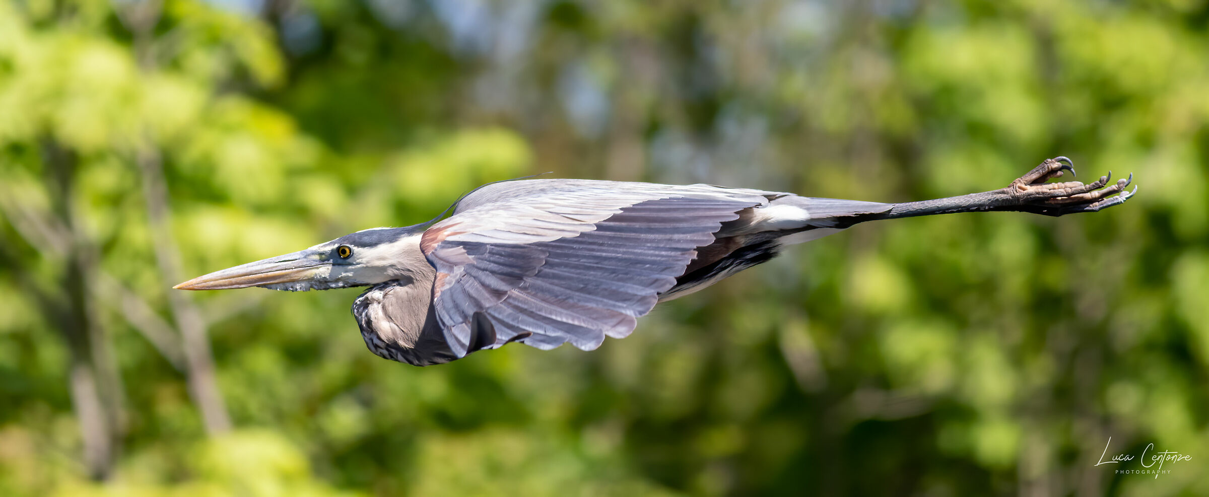 Great Blue Heron flying...