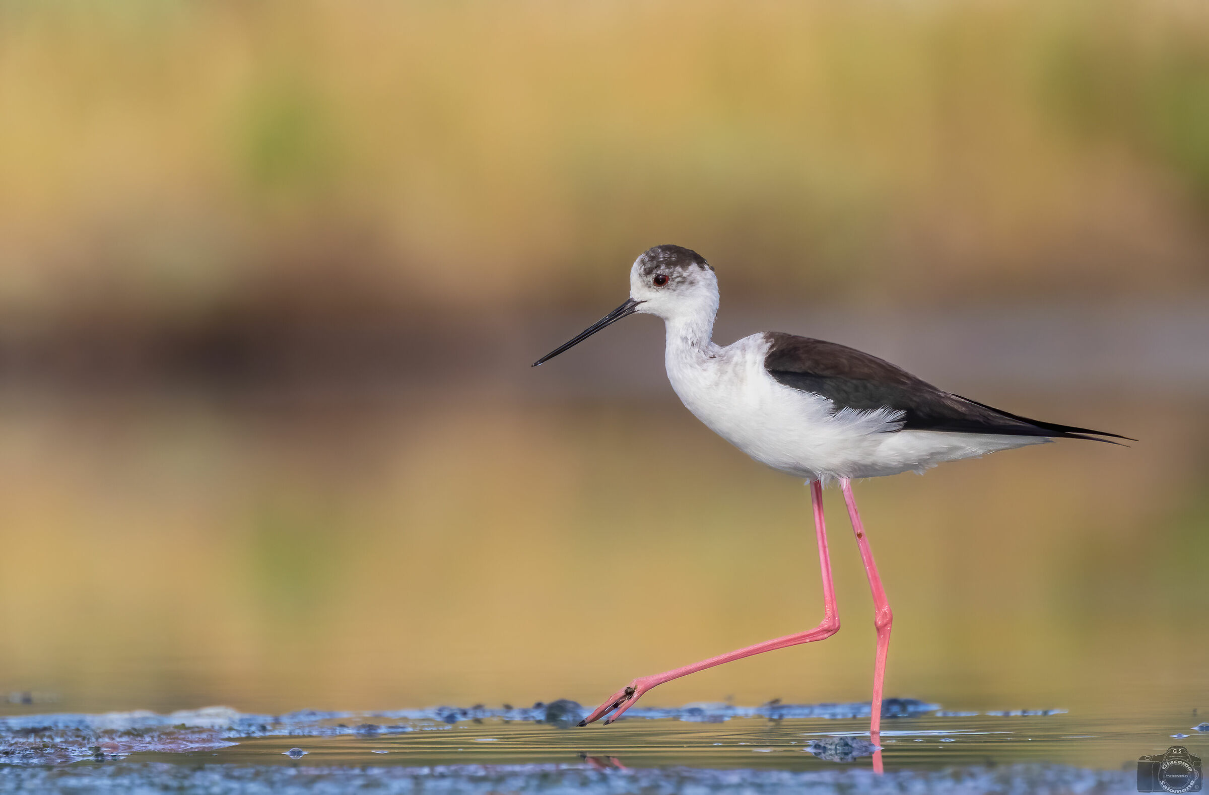 The Pass of the Knight of Italy