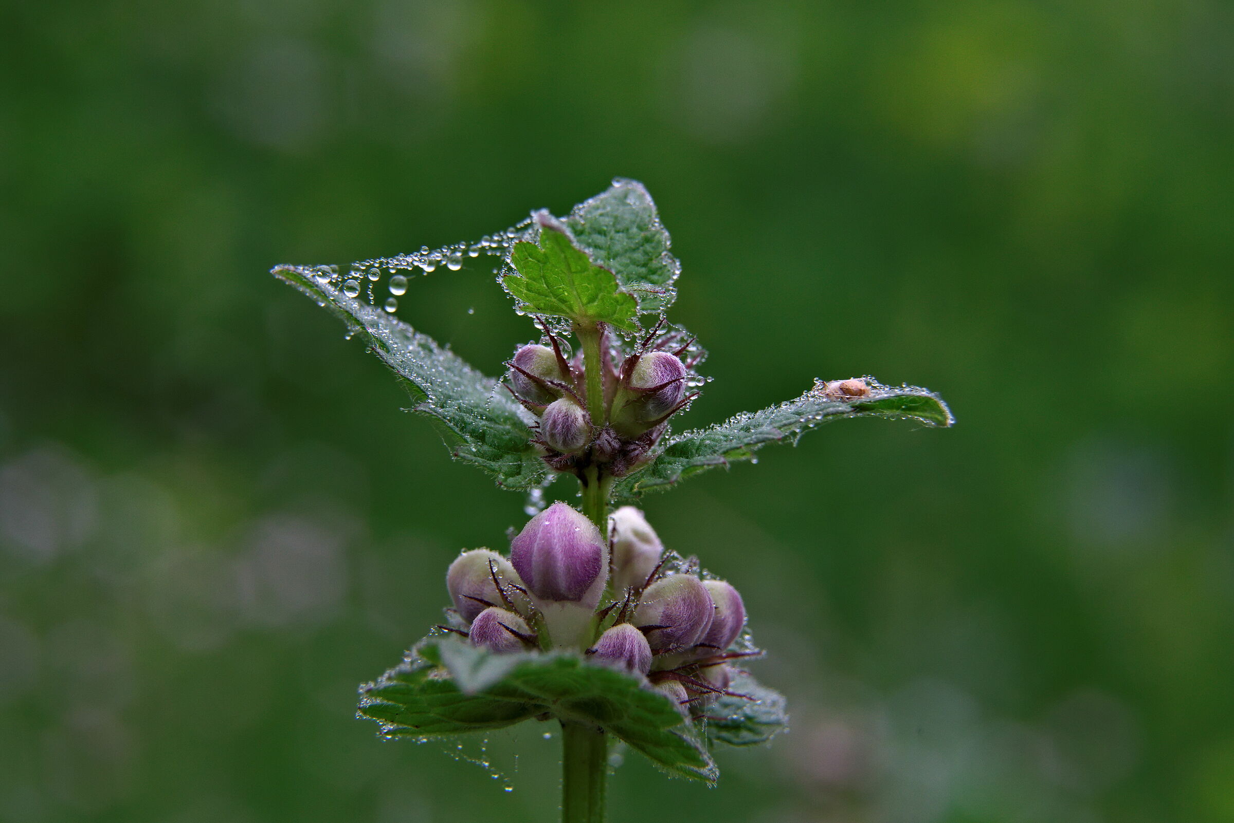 Giornata nebbiosa sull'altopiano del Voltigno, Abruzzo