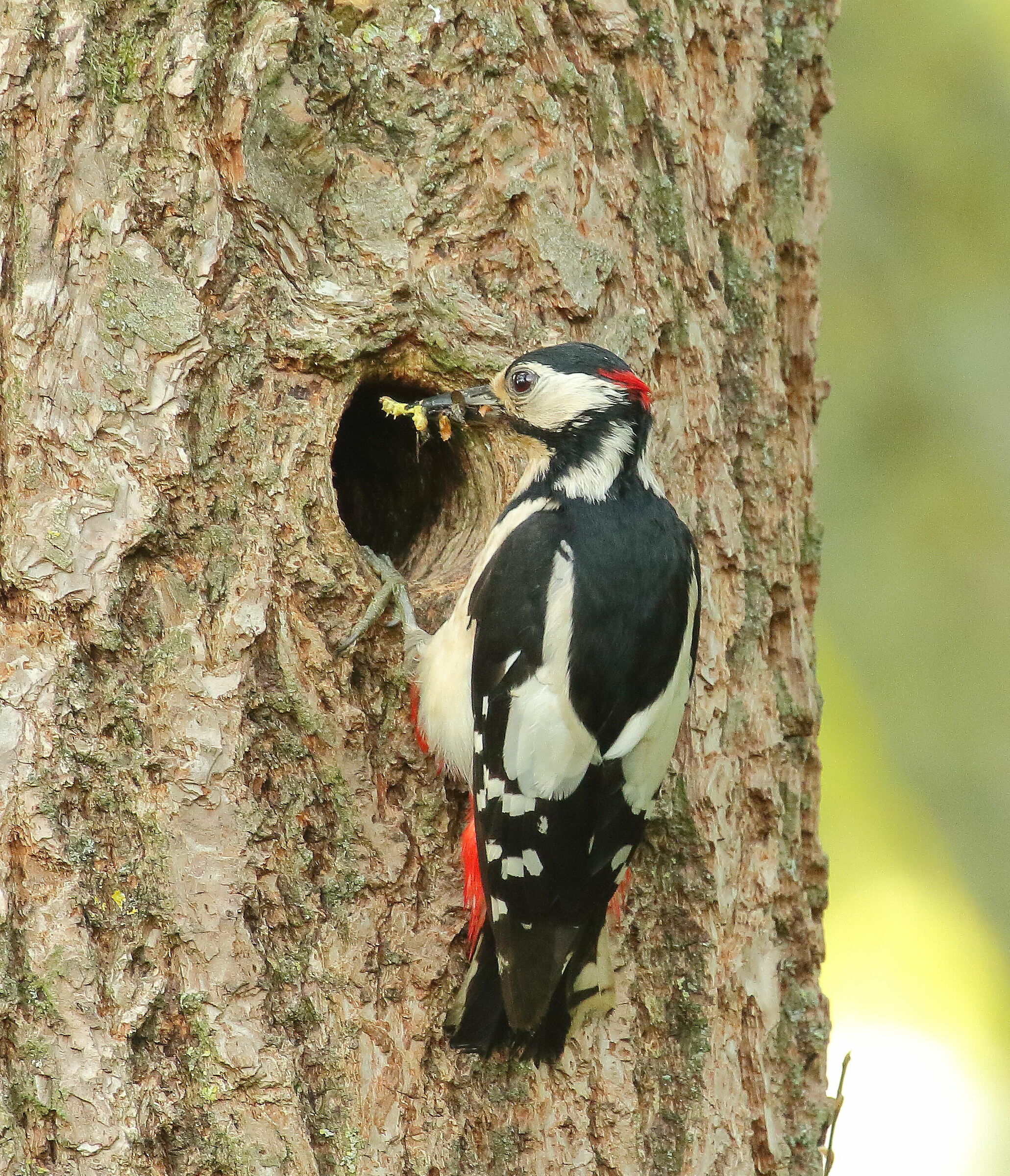 Picchio rosso maggiore, con imbeccata
