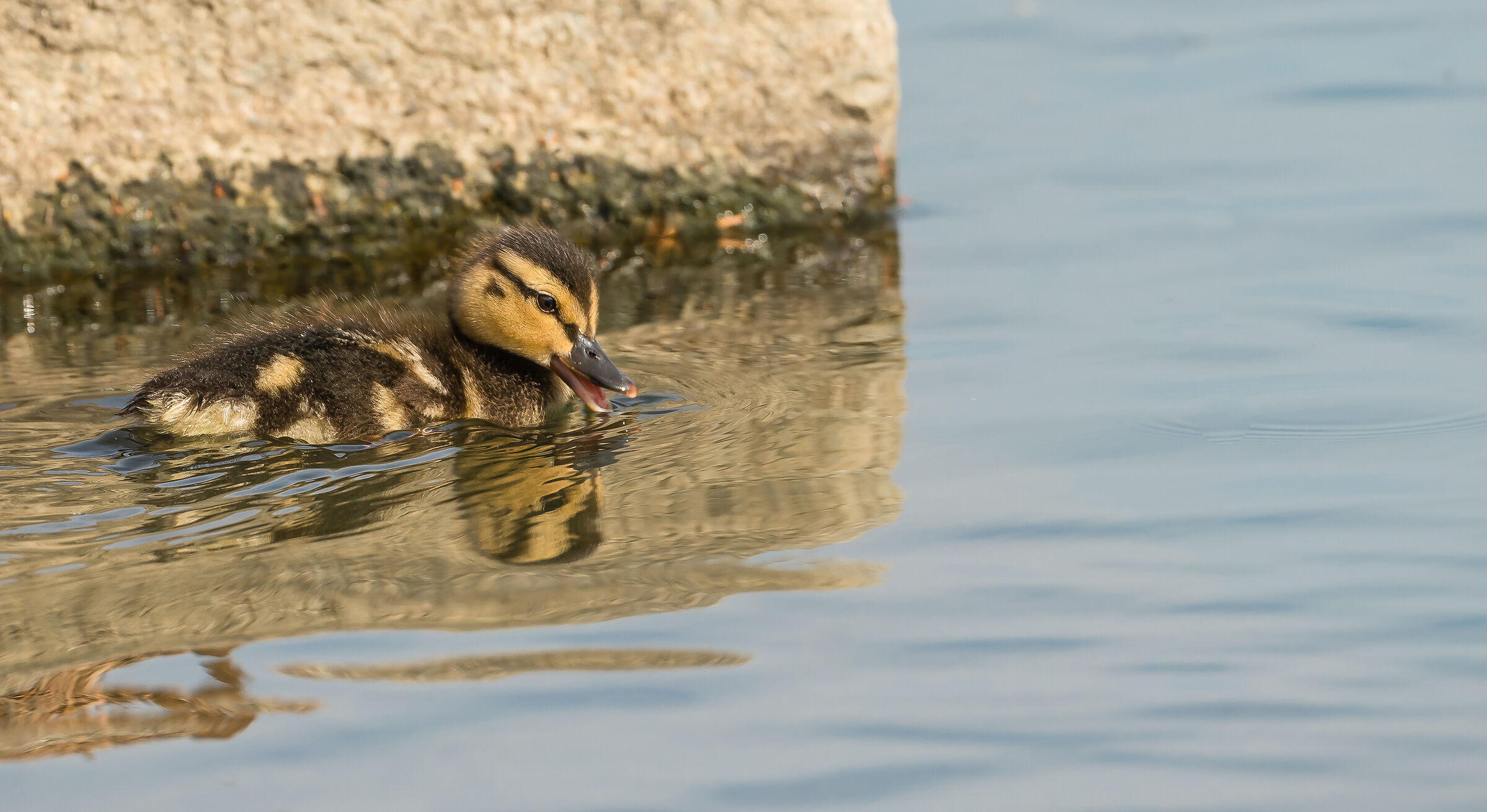 scivolando e galleggiando n° 4