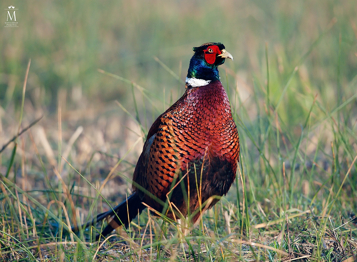 Male Pheasant
