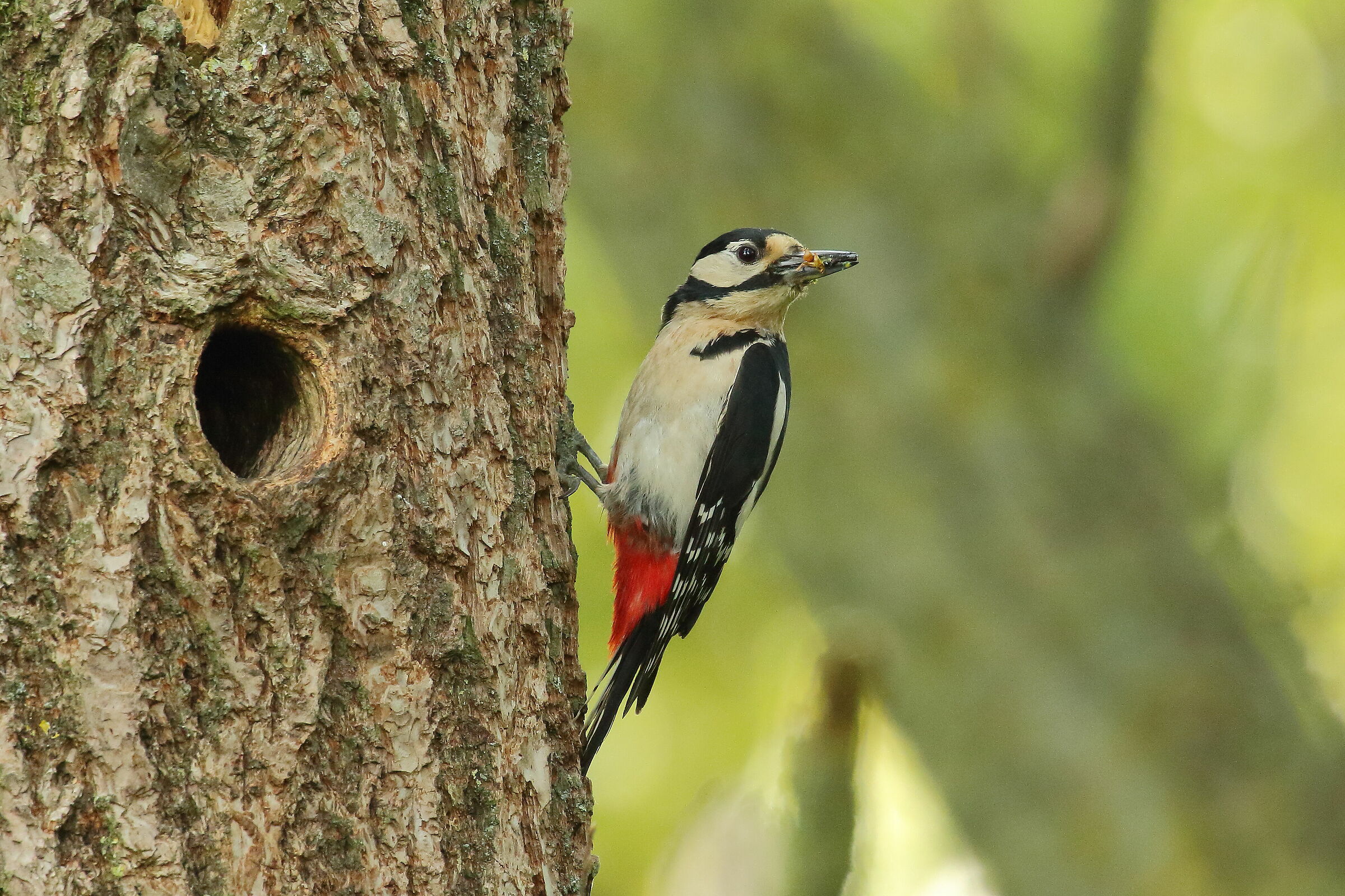 Picchio rosso maggiore