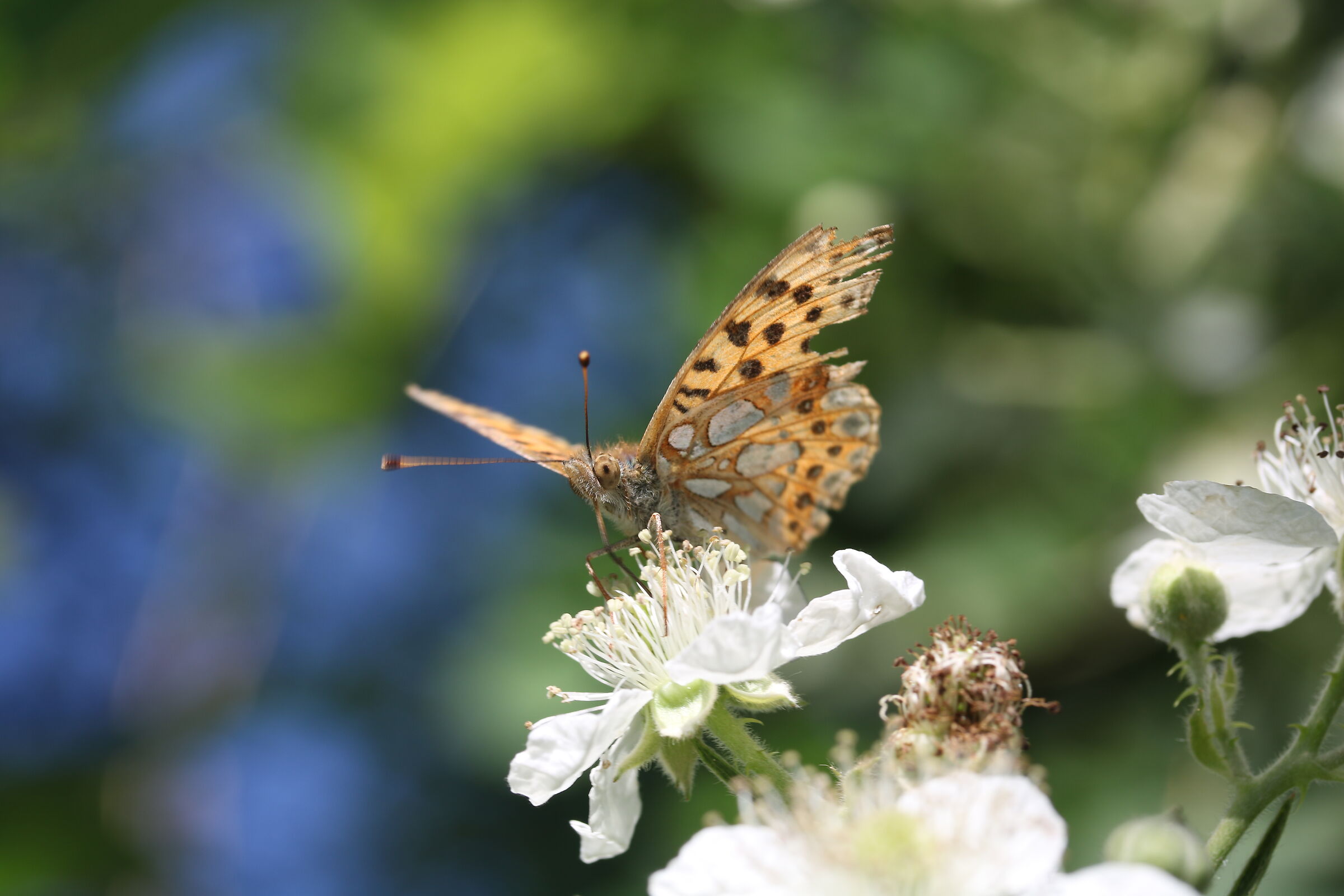 Un fior di farfalla(galathea)