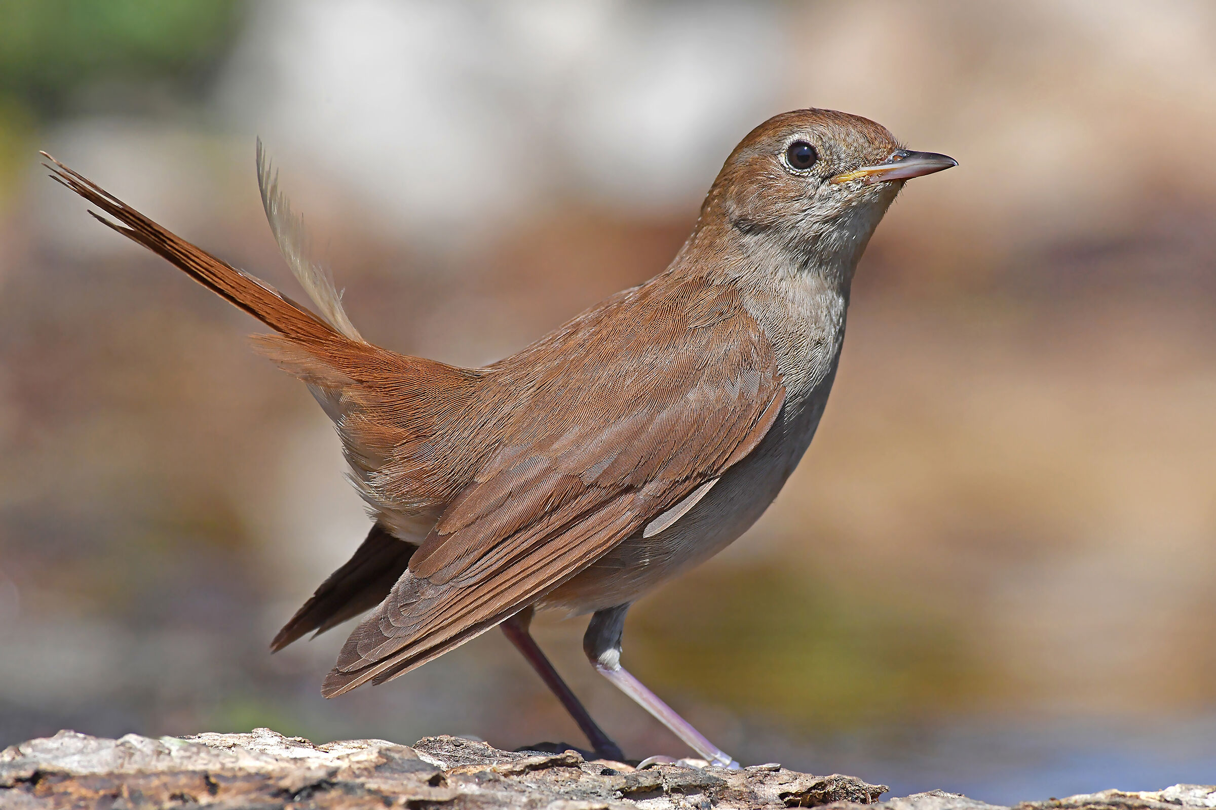 Feather Stories 8 (Nightingale)