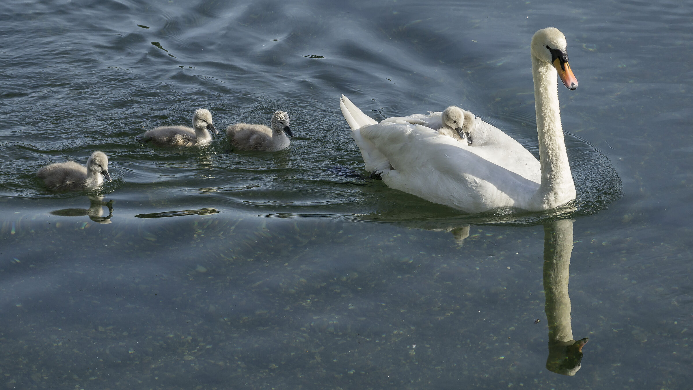 Domenica 24 maggio 2020, 18:58:24