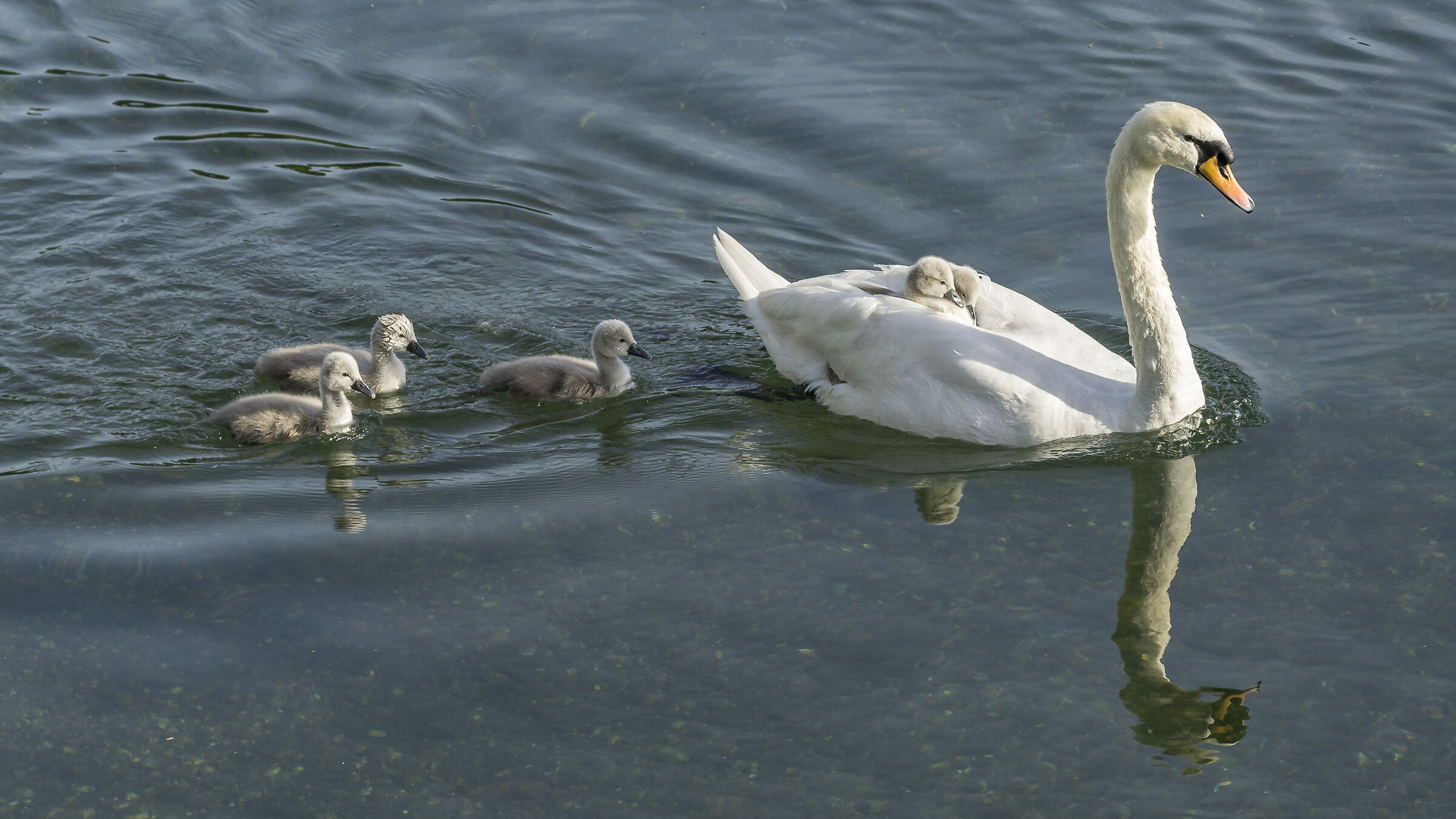 Domenica 24 maggio 2020, 18:58:30