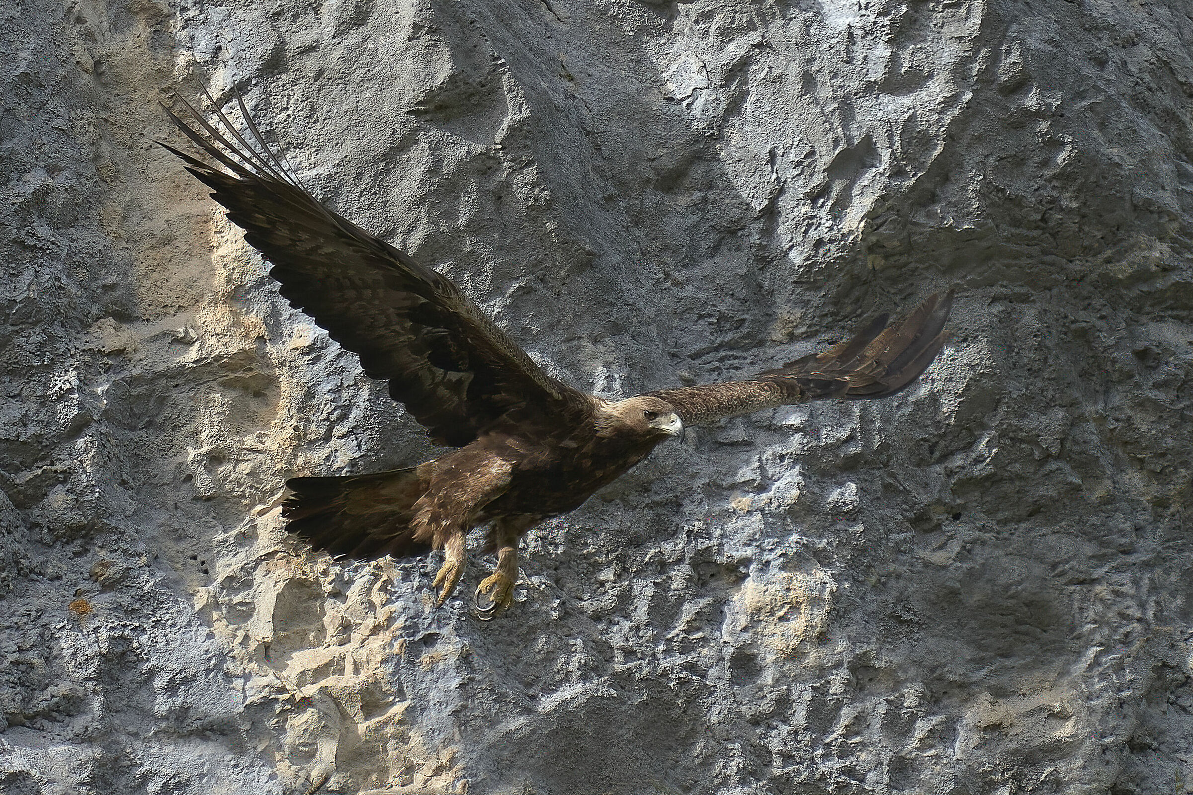 Aquila reale