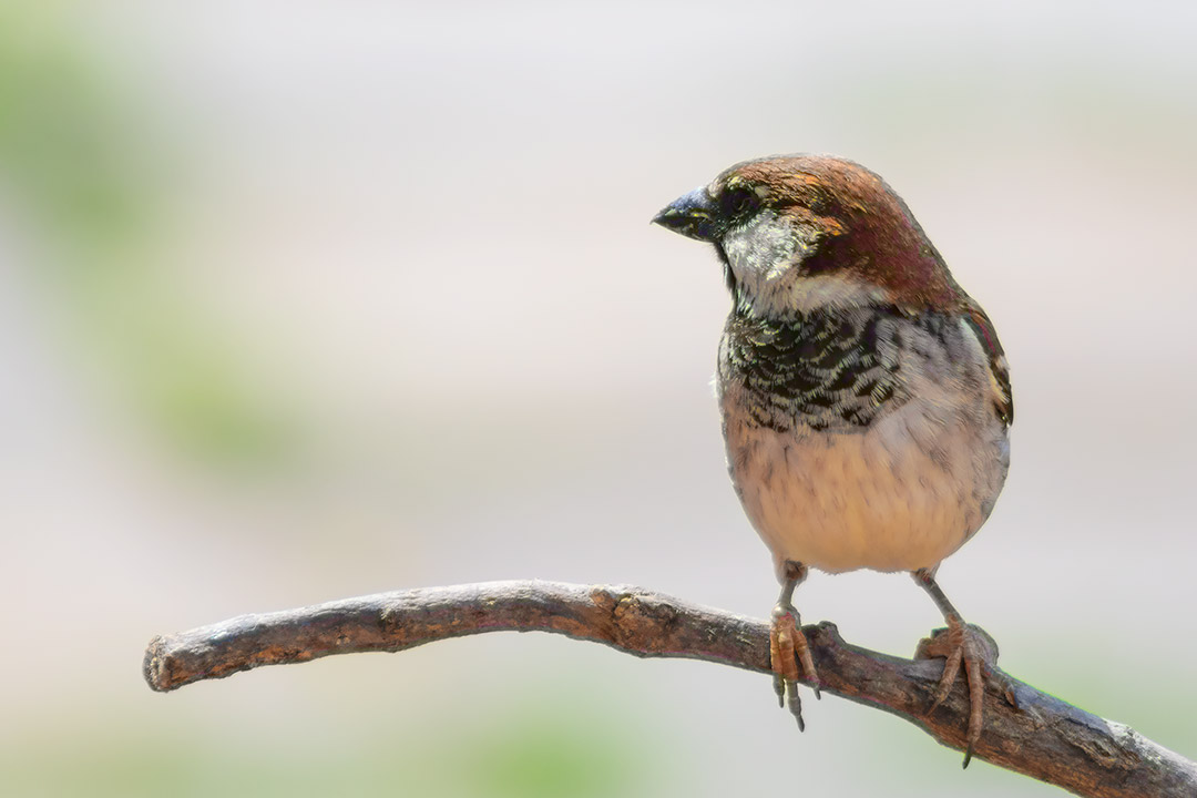 Primi esperimenti con il birdgardening