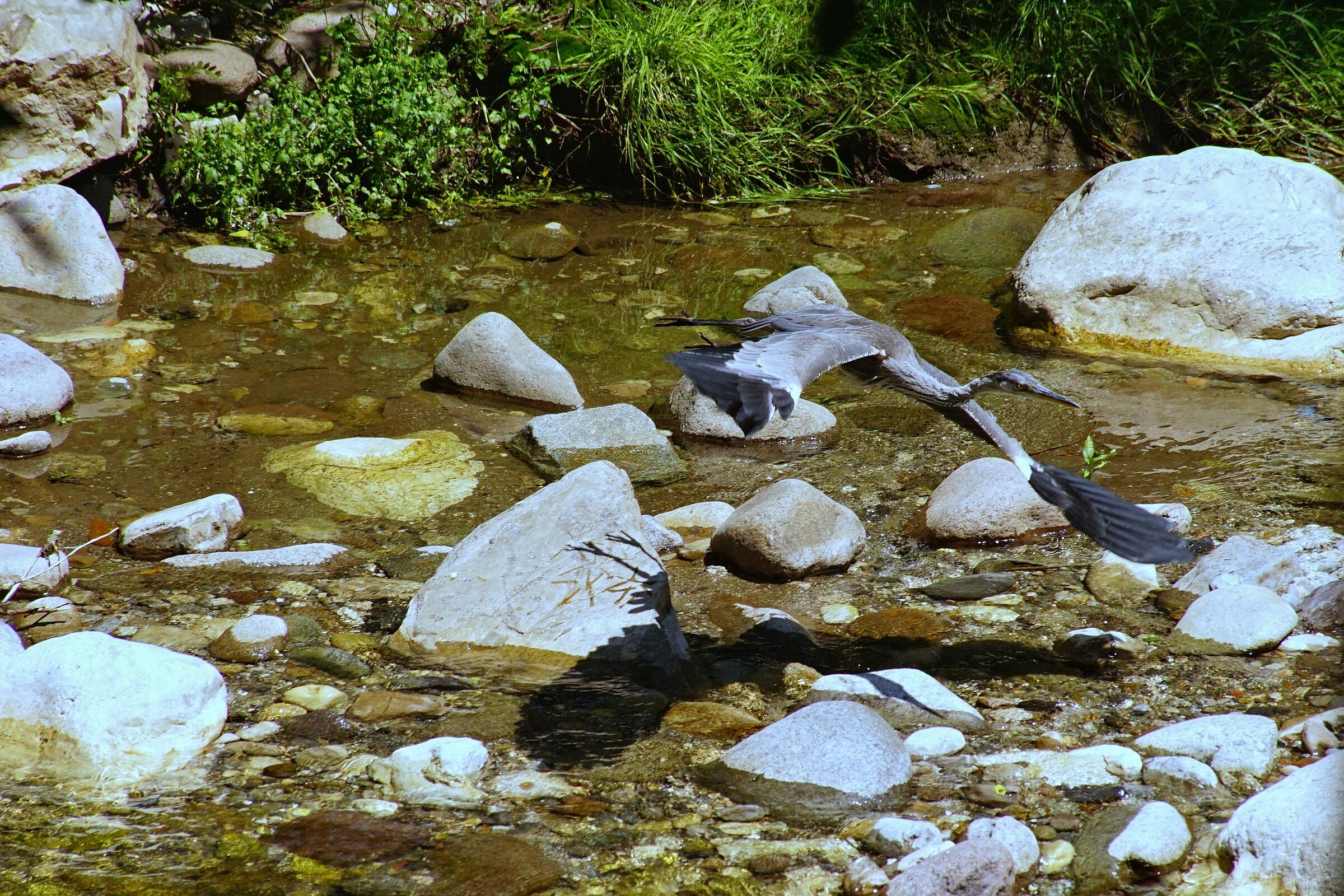 It finally flies away! :)