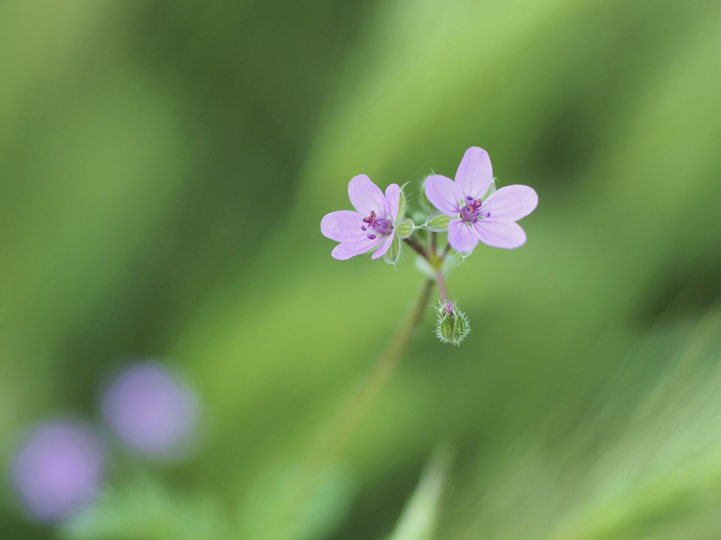 Fiori di campo
