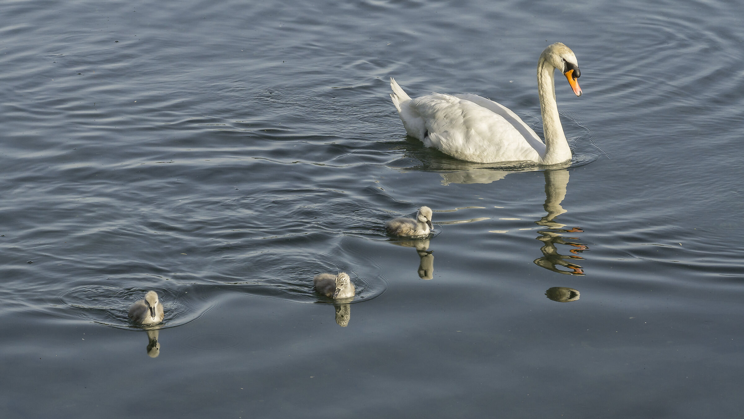 Domenica 24 maggio 2020, 19:00:42