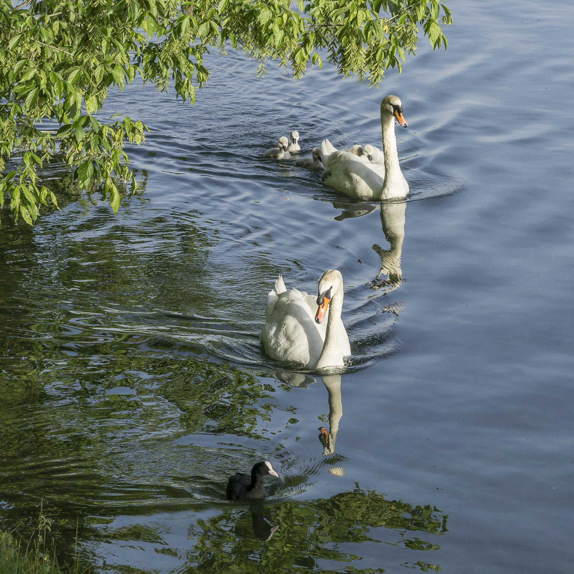 Domenica 24 maggio 2020, 19:03:12