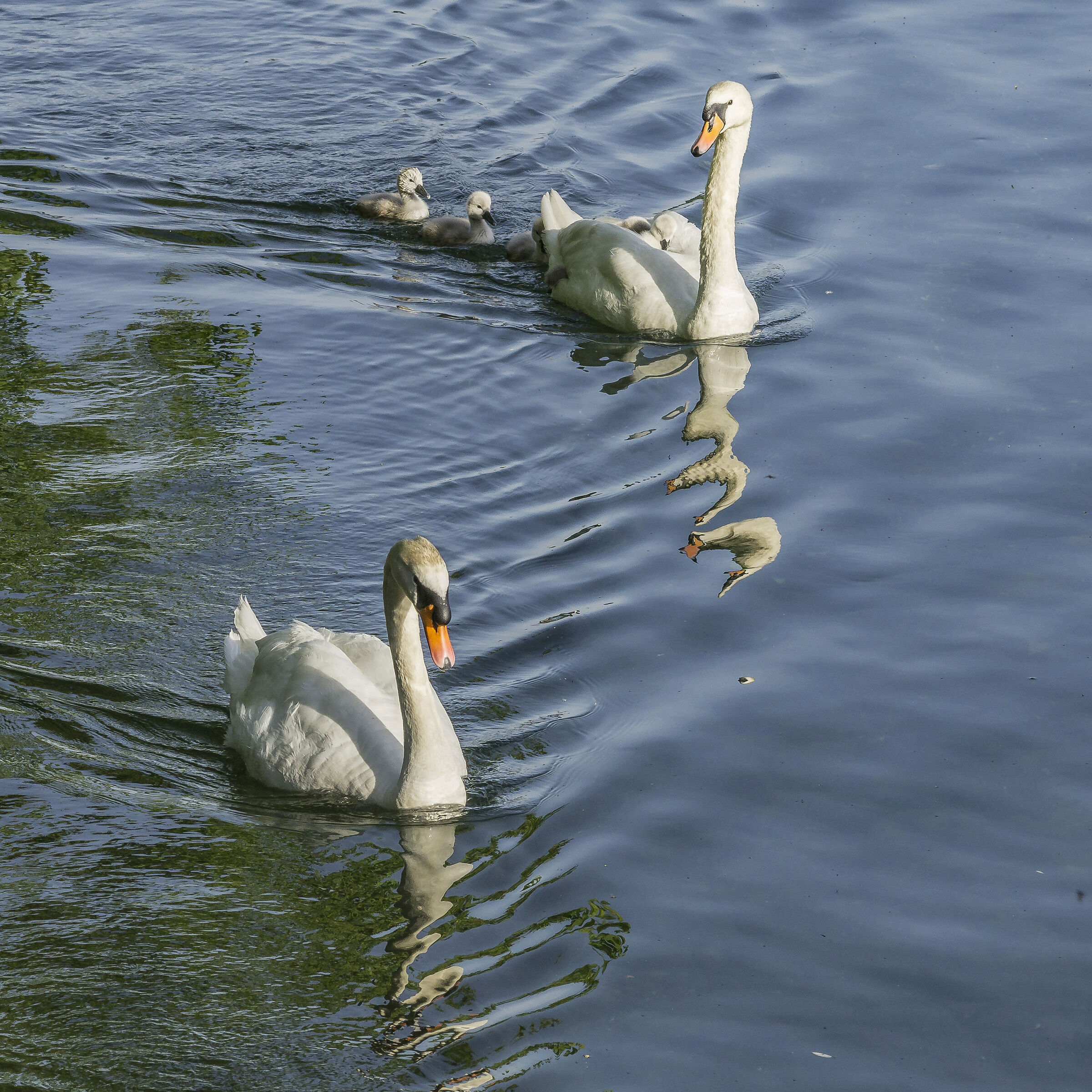 Domenica 24 maggio 2020, 19:03:16