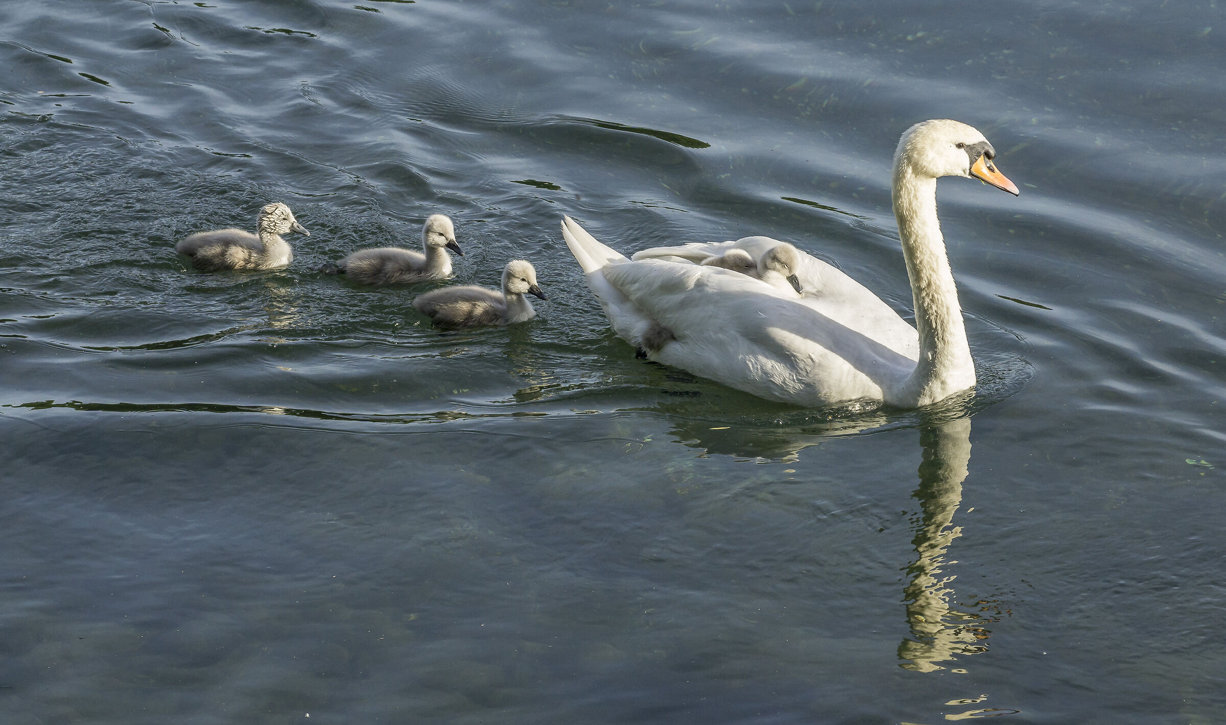 Domenica 24 maggio 2020, 19:03:36