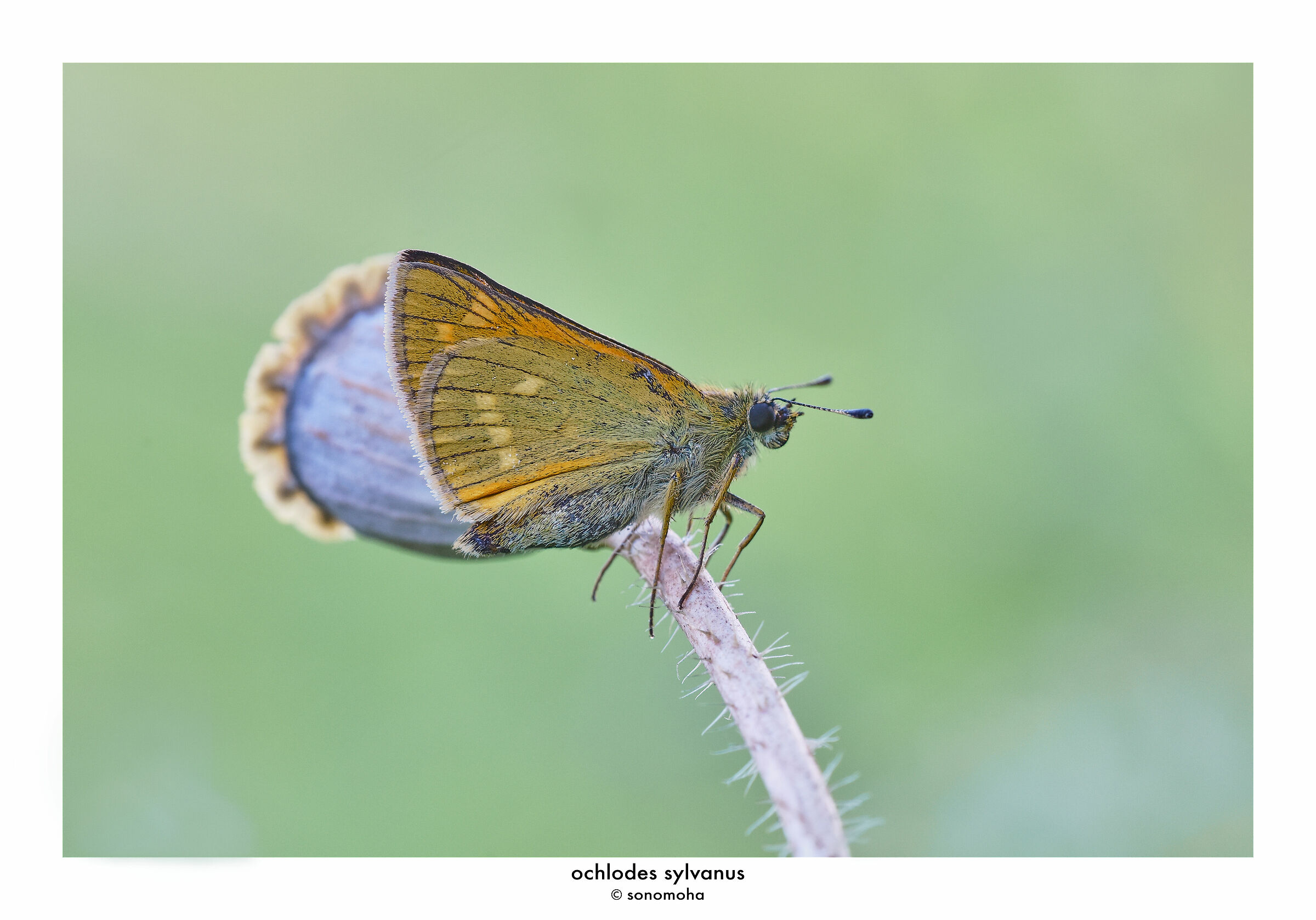 Sylvanus ochlodes