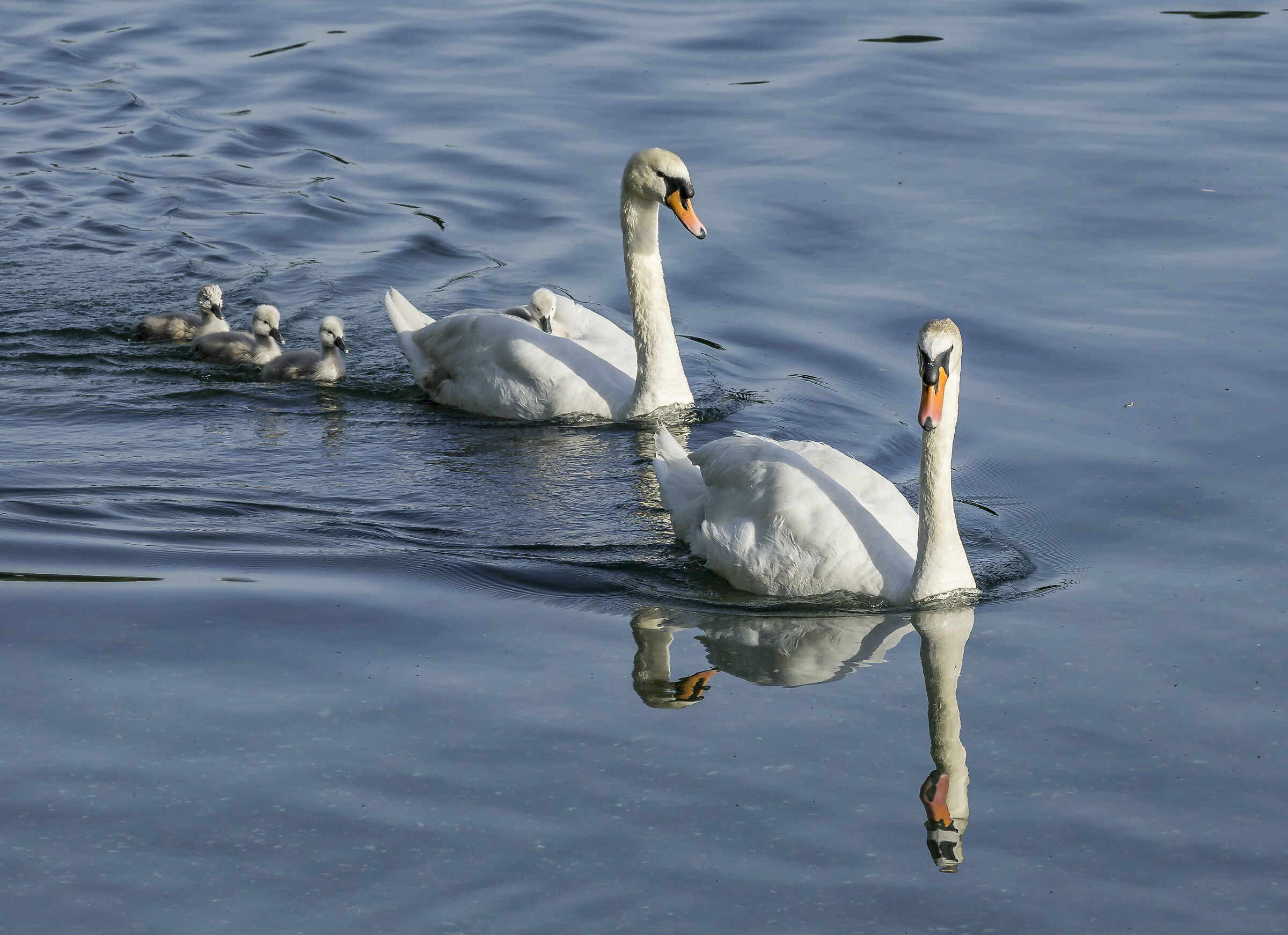 Domenica 24 maggio 2020, 19:04:20