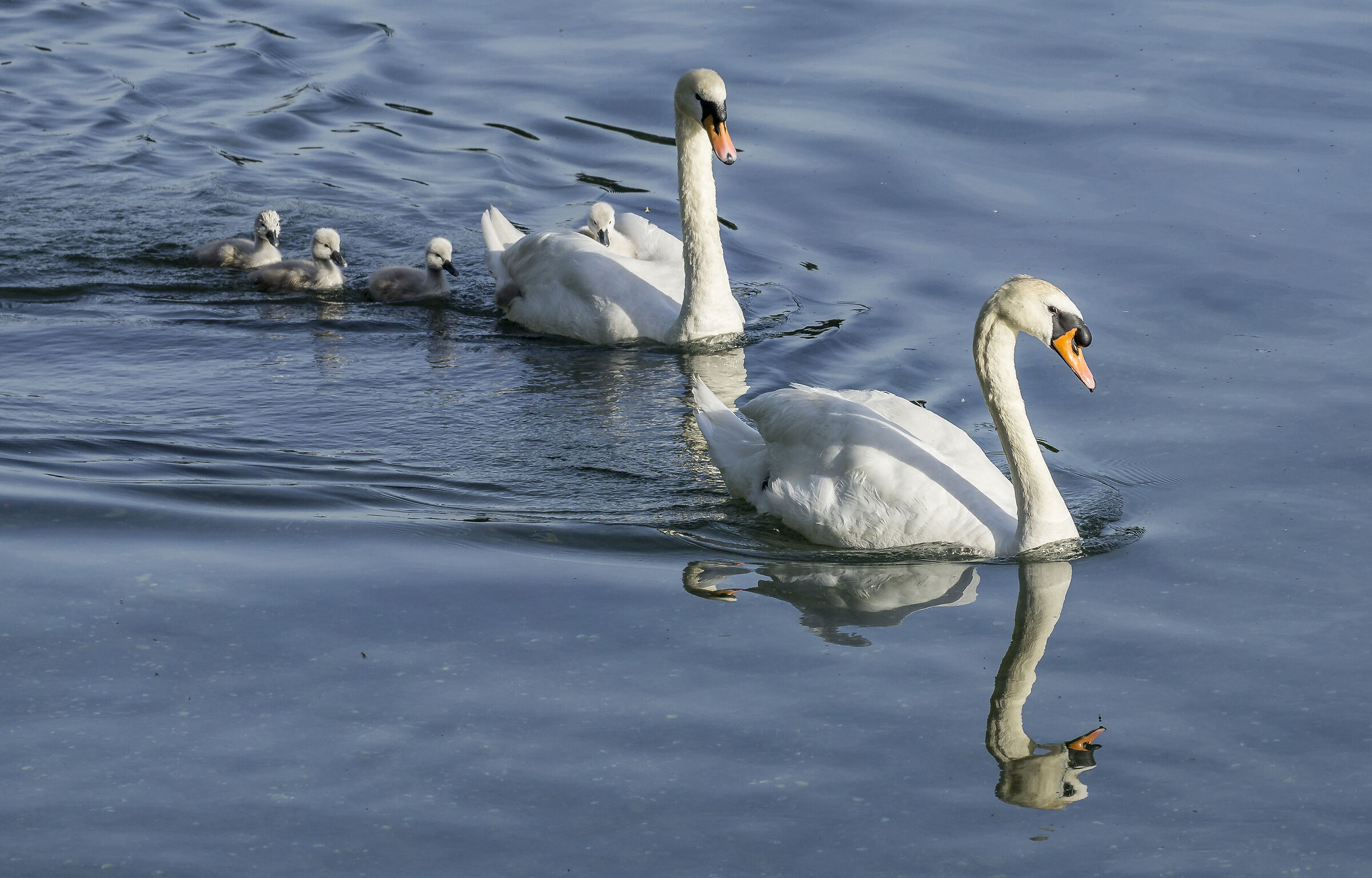 Domenica 24 maggio 2020, 19:04:24