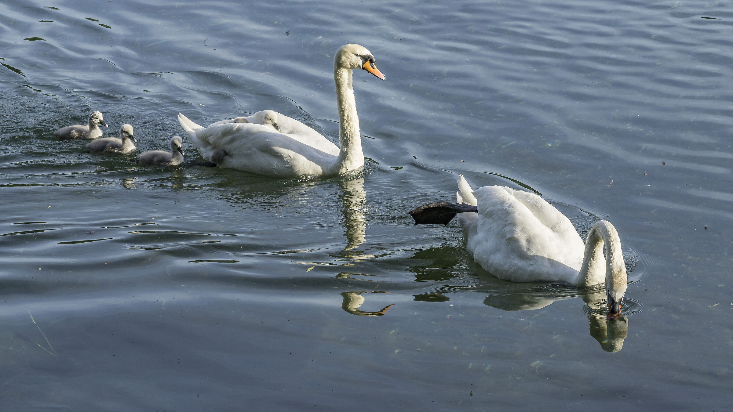 Domenica 24 maggio 2020, 19:09:14