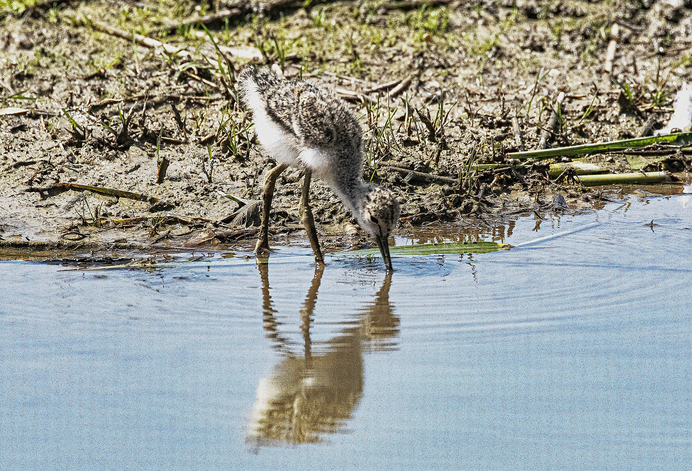 The Knights is thirsty