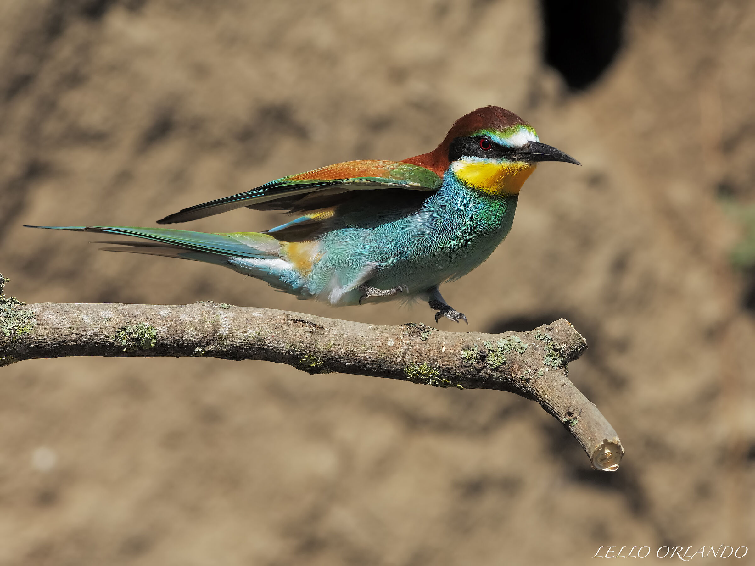 Crane in acrobatics!