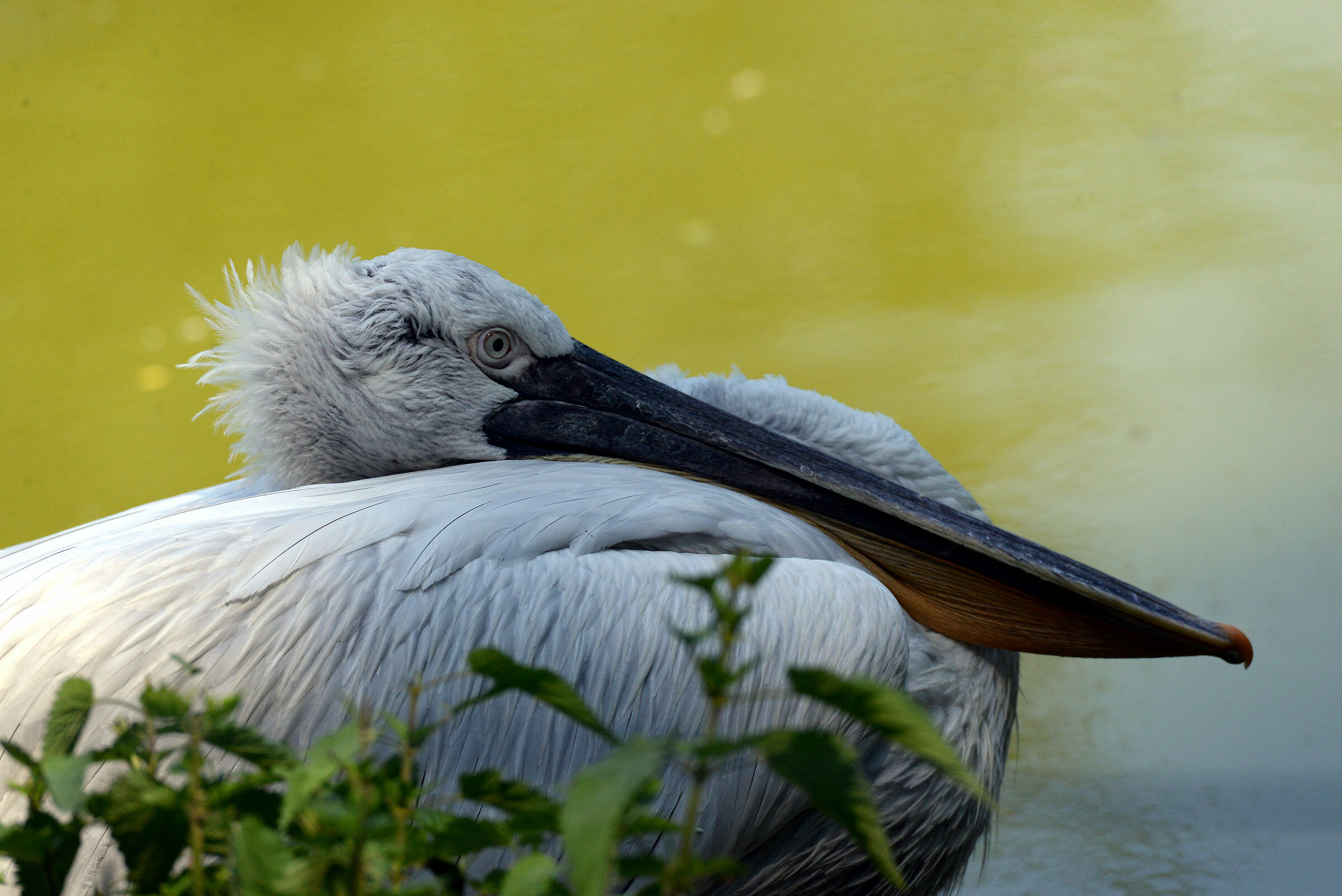 Pelican