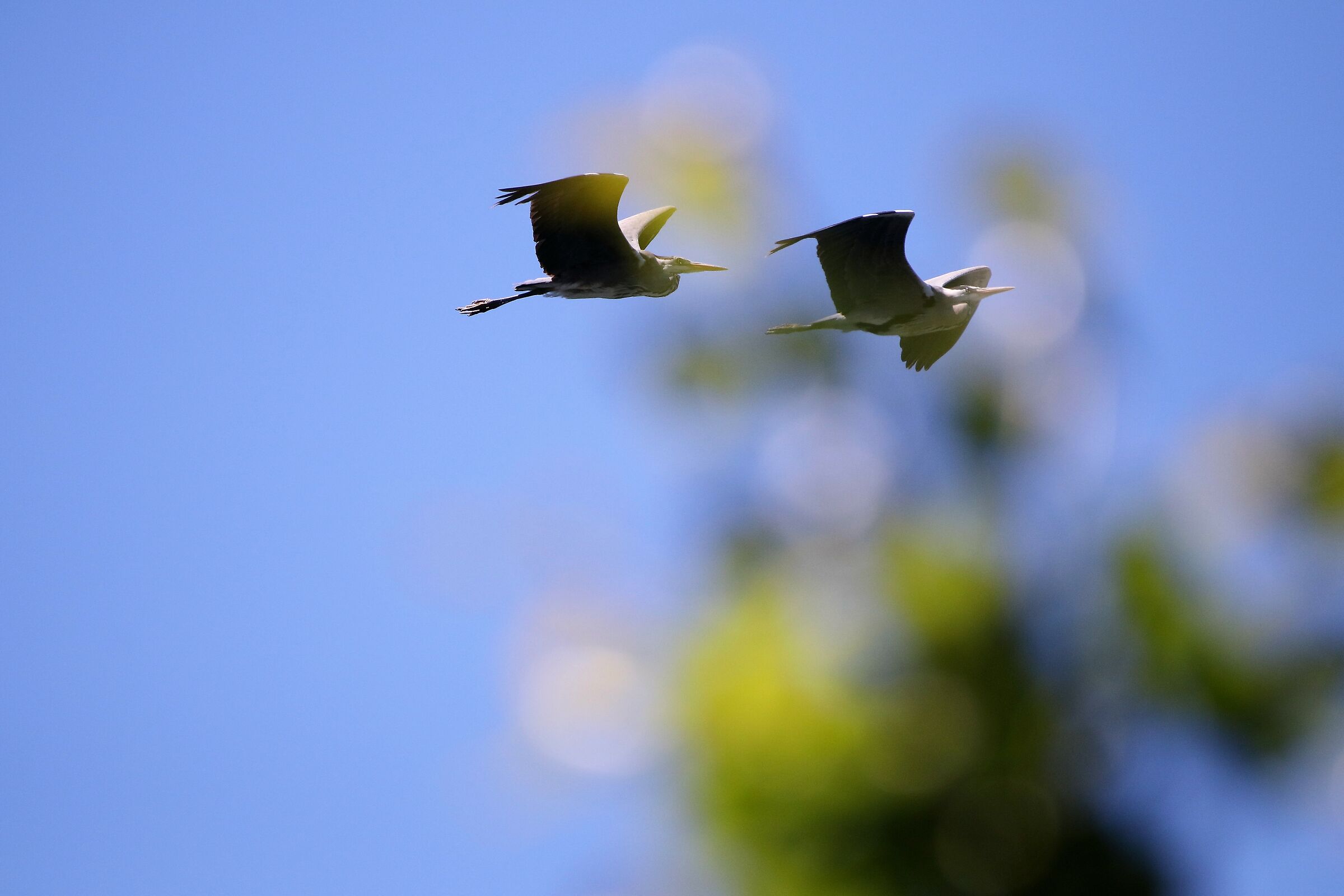 pair of ashes in flight