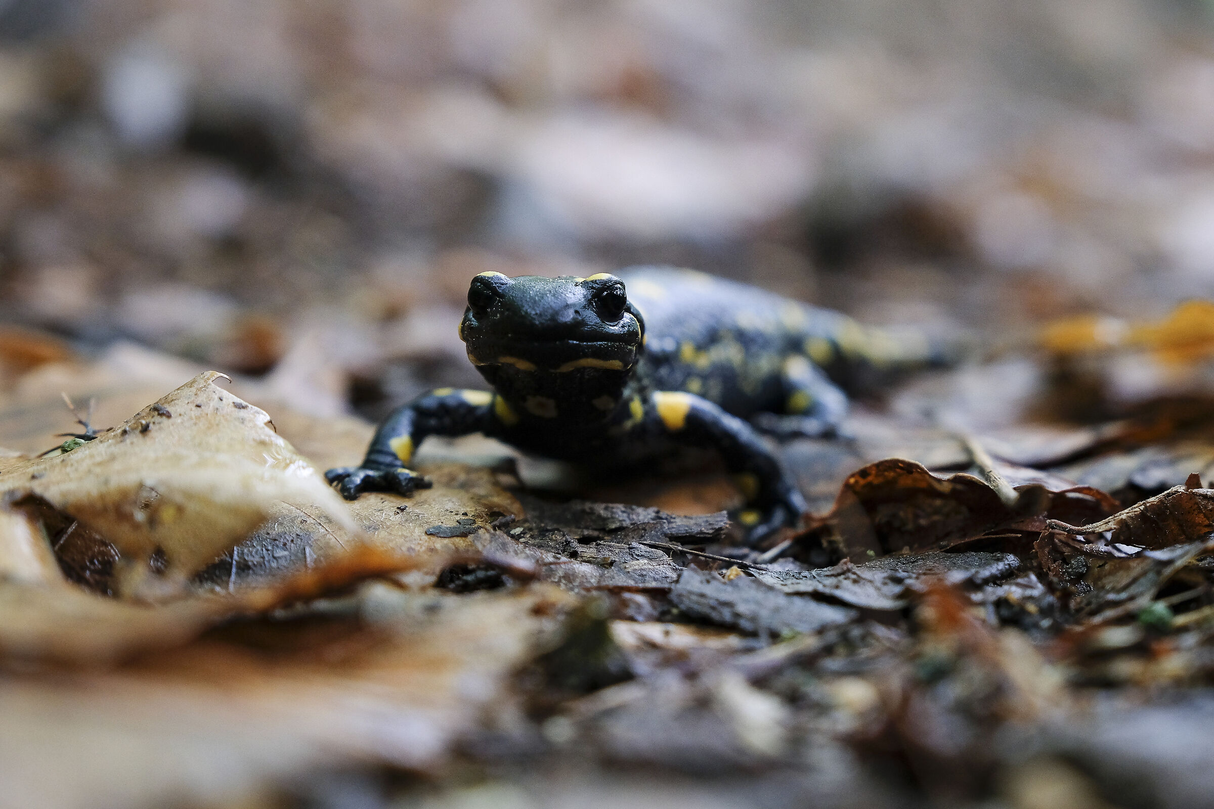 salamandra salamandra