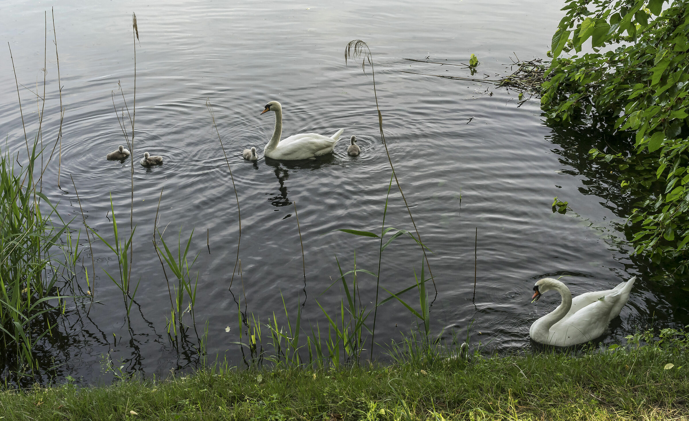 Domenica 24 maggio 2020, 19:26:10