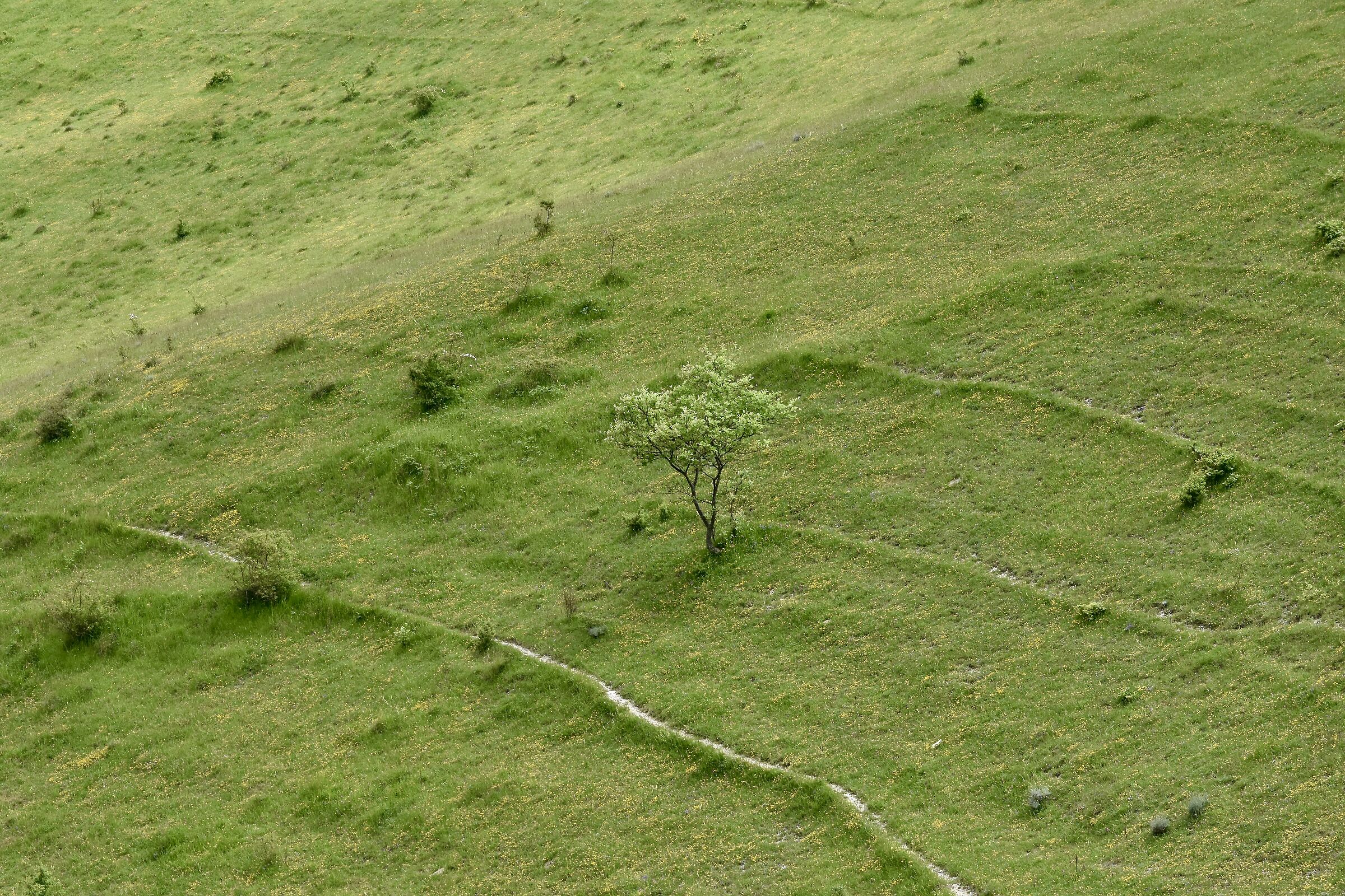 Onda Verde