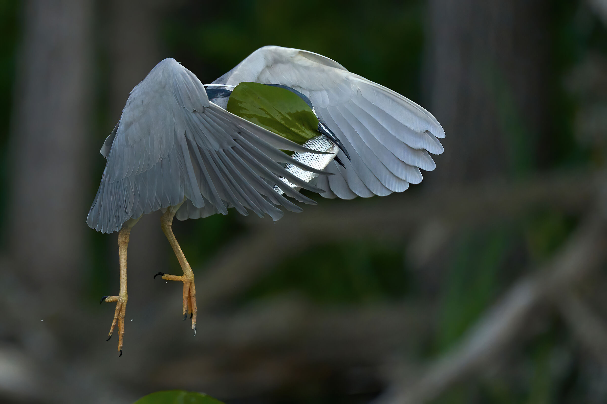 Non ci vedo dalla fame