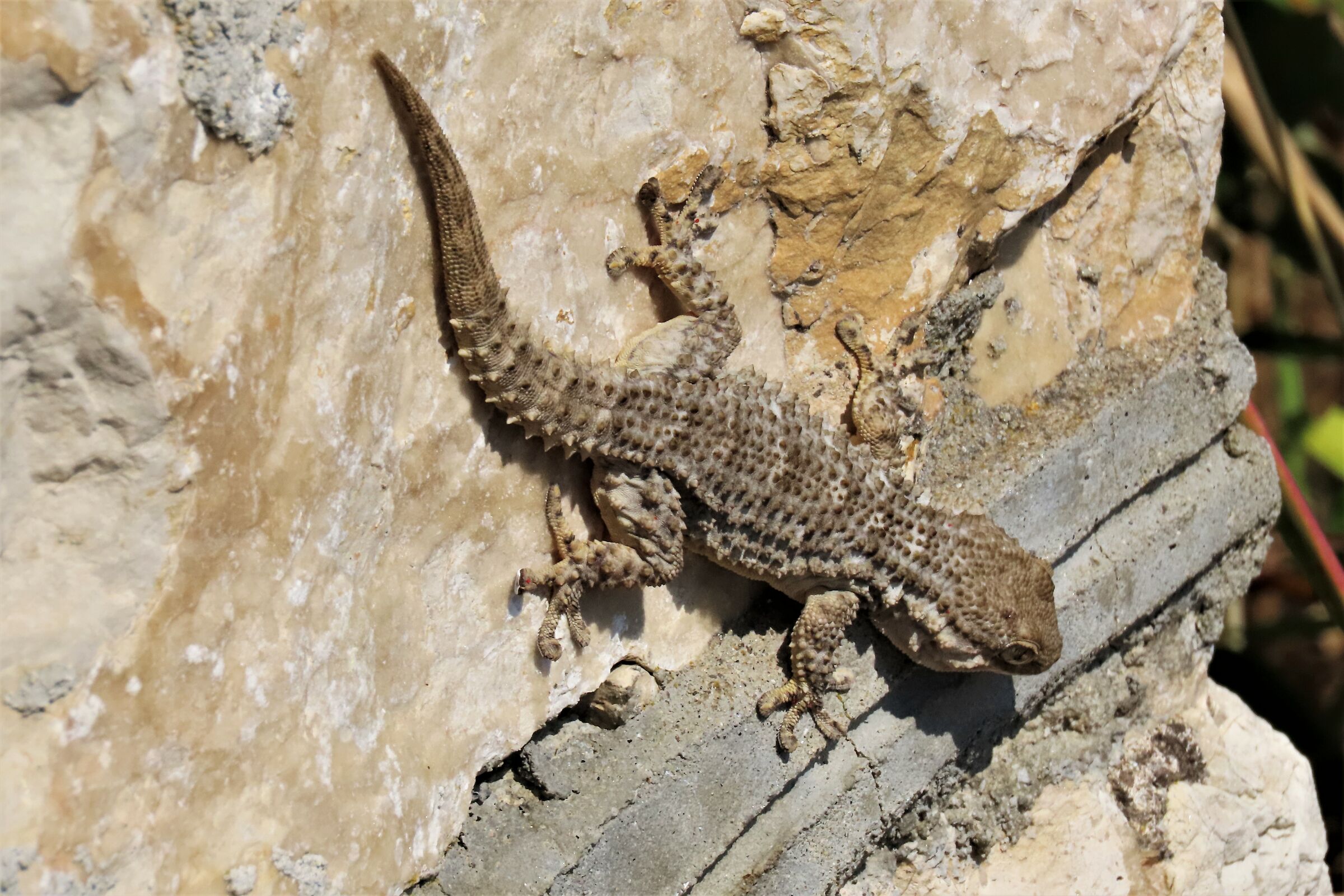 tarentola mauritanica