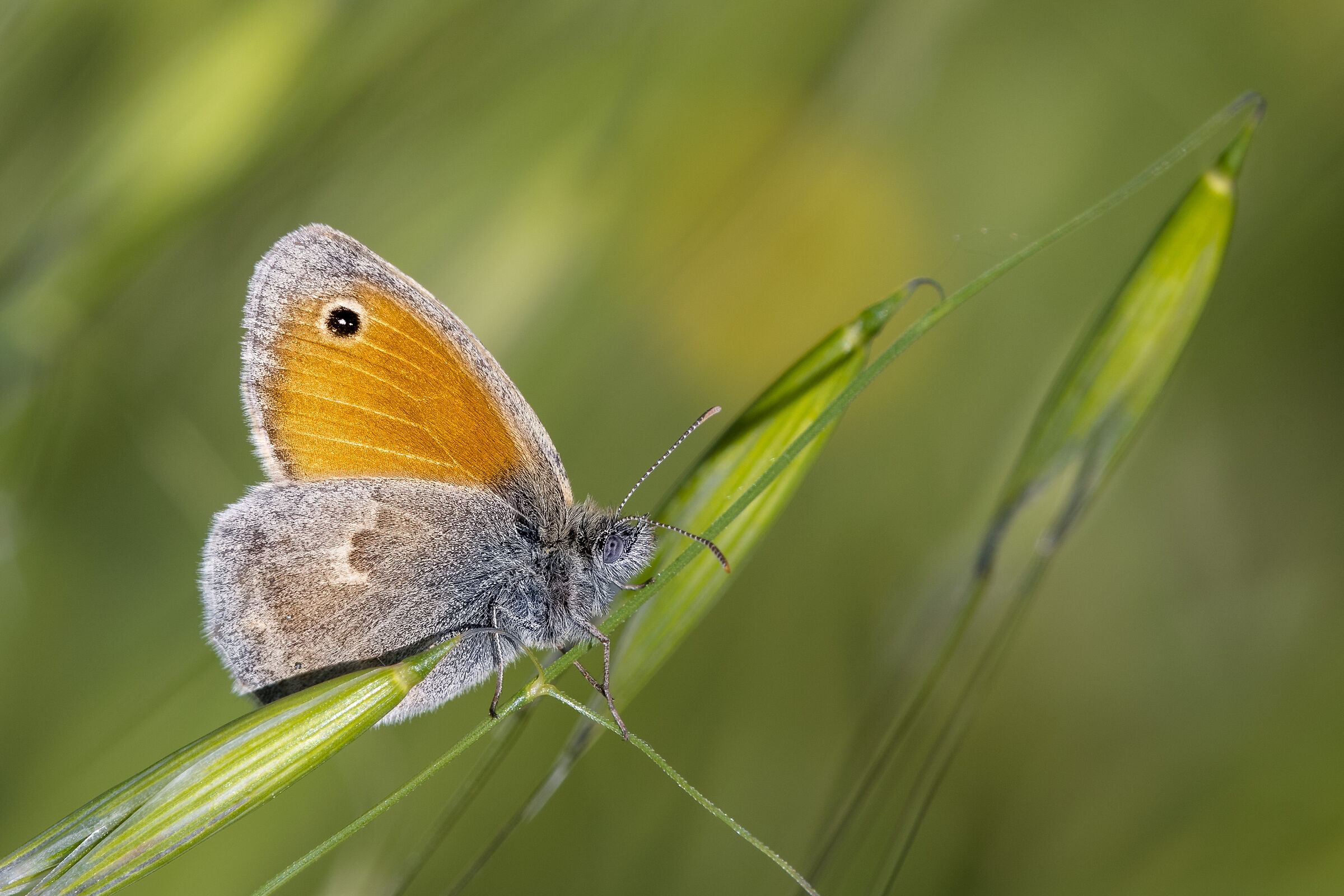 Panfila o Ninfa minore (Coenonympha pamphilus)