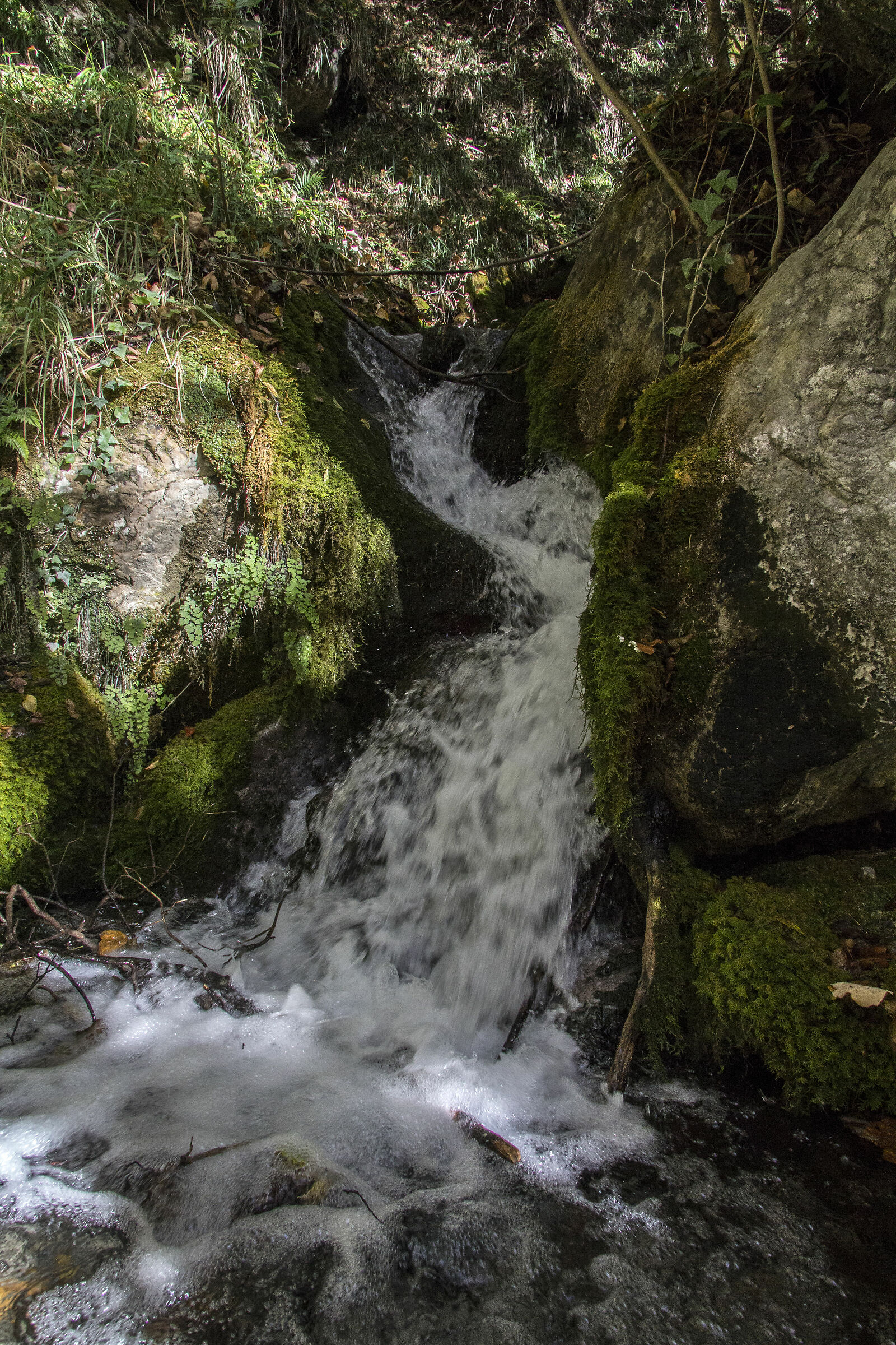 Pollino(particolare)